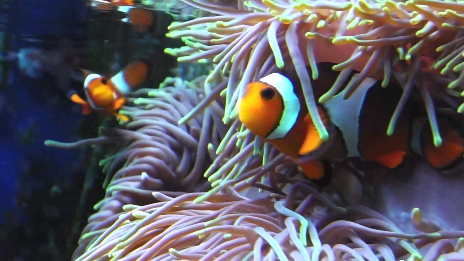 Real Nemo fish - YouTube