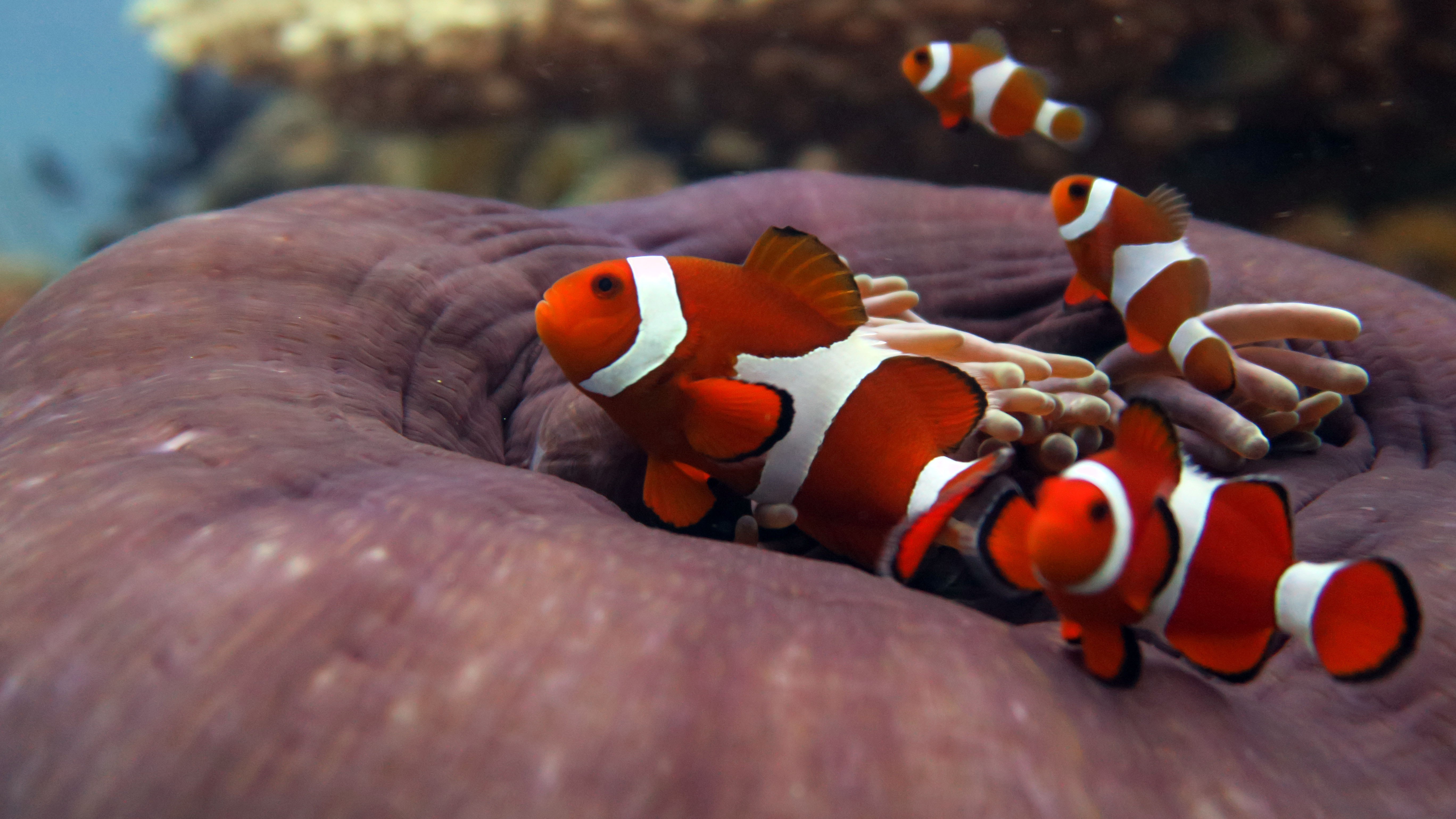 Marine Life in El Nido - Clown Fish - Nemo