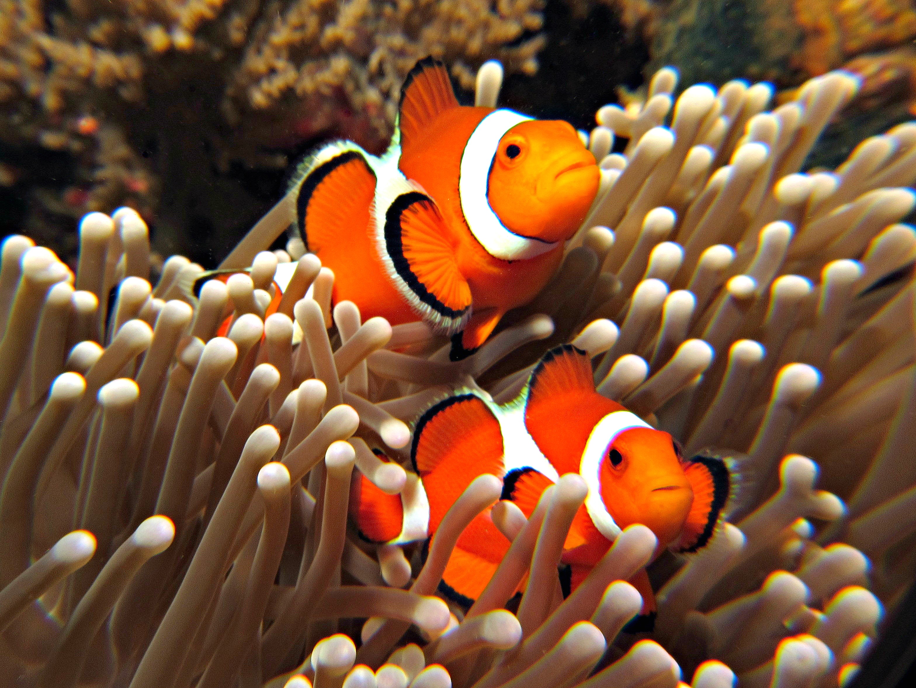 Clown Fish Nemo HD Wallpaper, Background Images