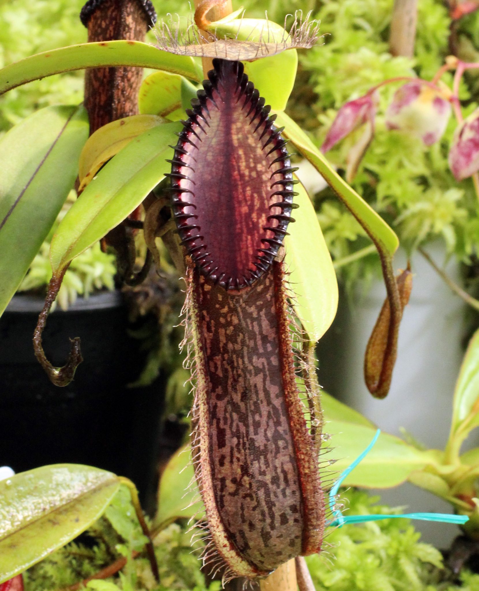 Free photo Tropical Pitcher Plants Carnivorous, Flower