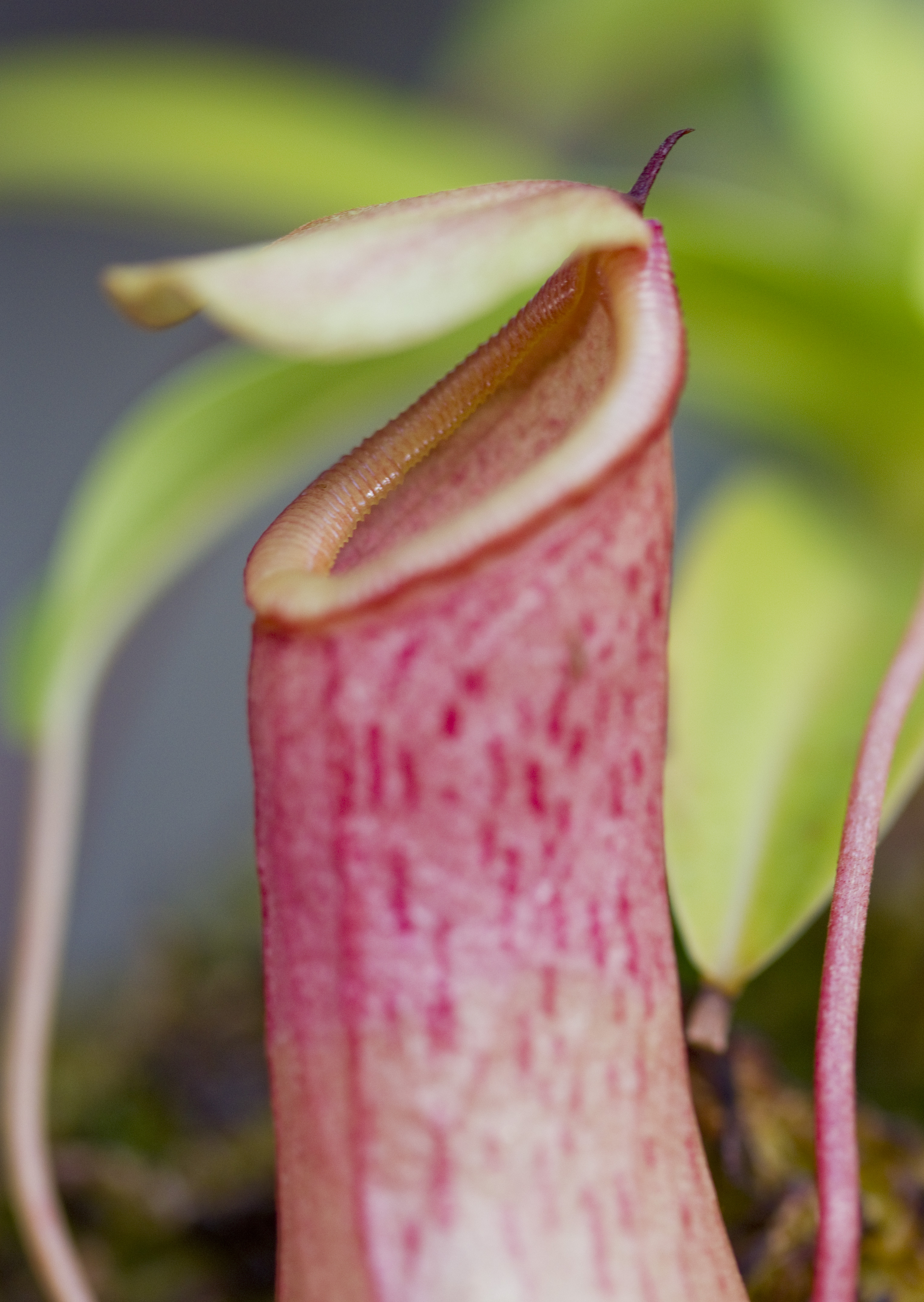 Nepenthes Biflora, Tropical Pitcher Plant - Pans Carnivores