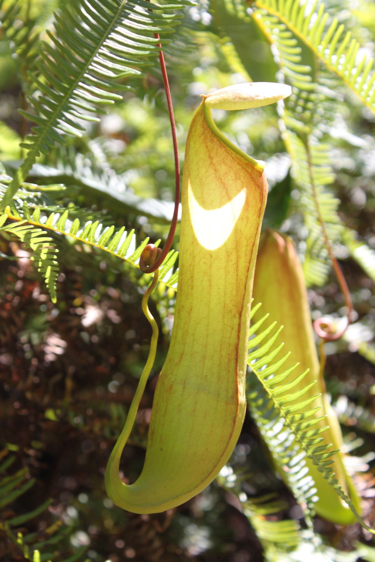 nepenthes - Wiktionary