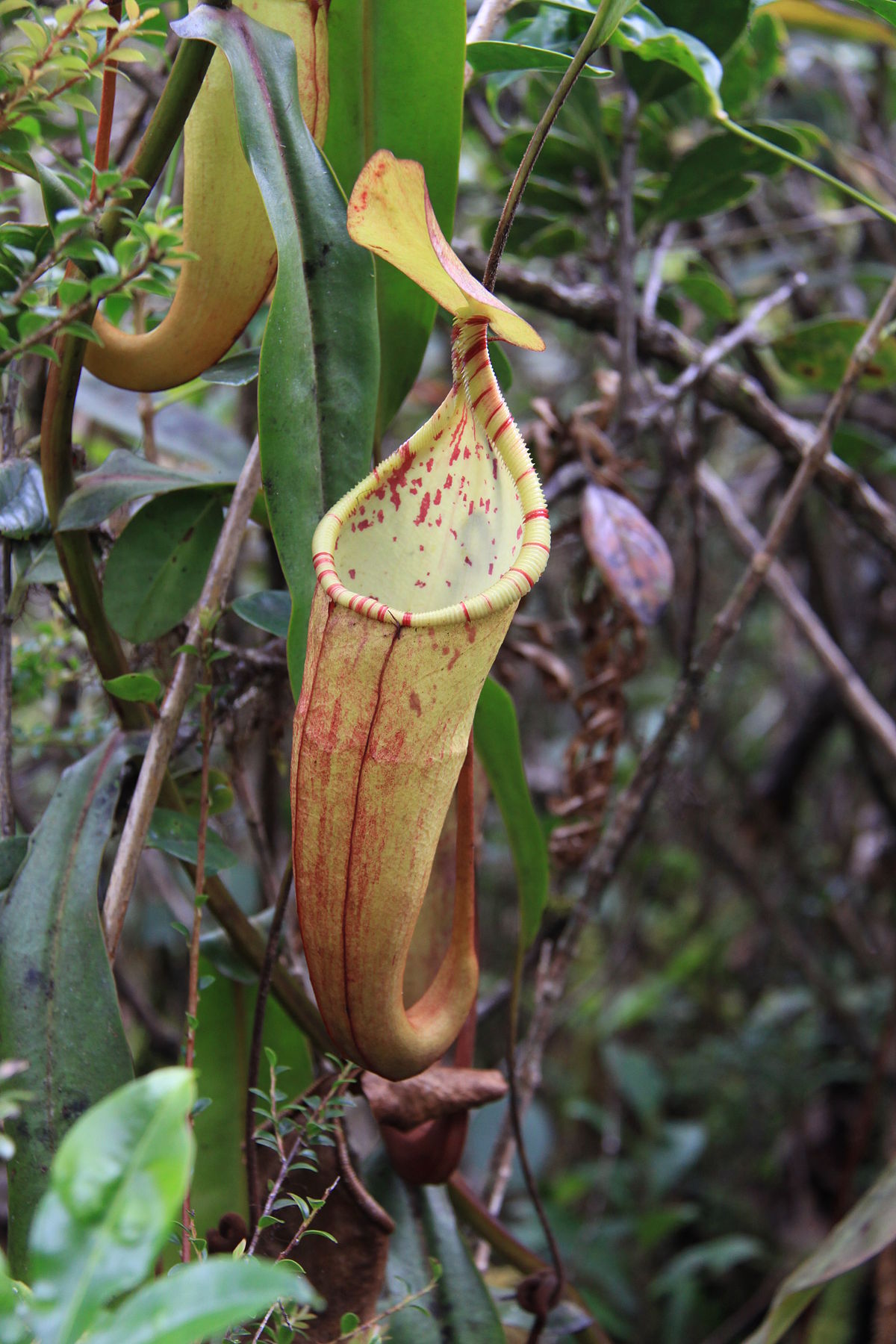 Nepenthes densiflora - Wikipedia