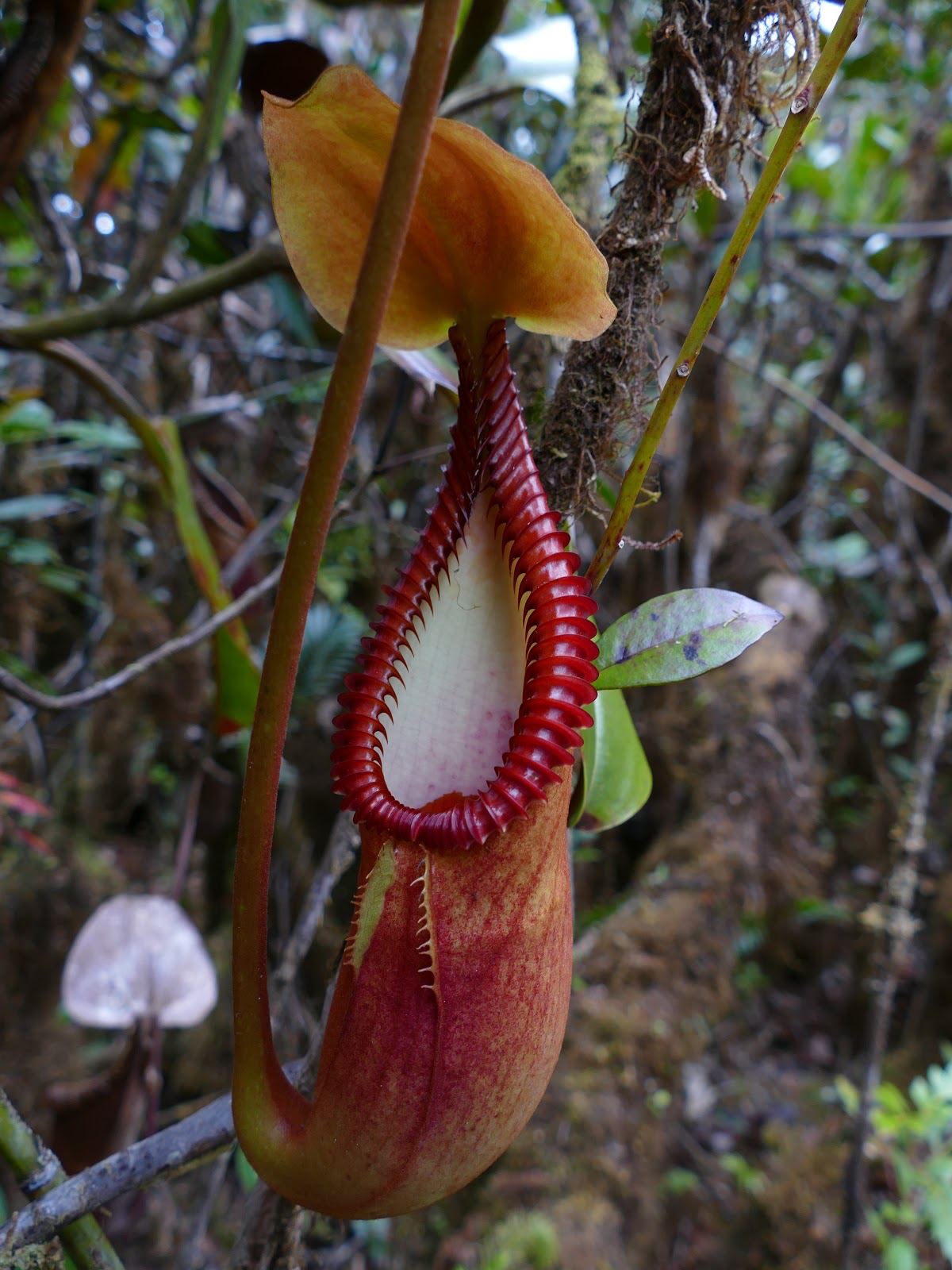 Nepenthes Guide 2018 Upgrade: In Situ Species Photos | Tom's Carnivores