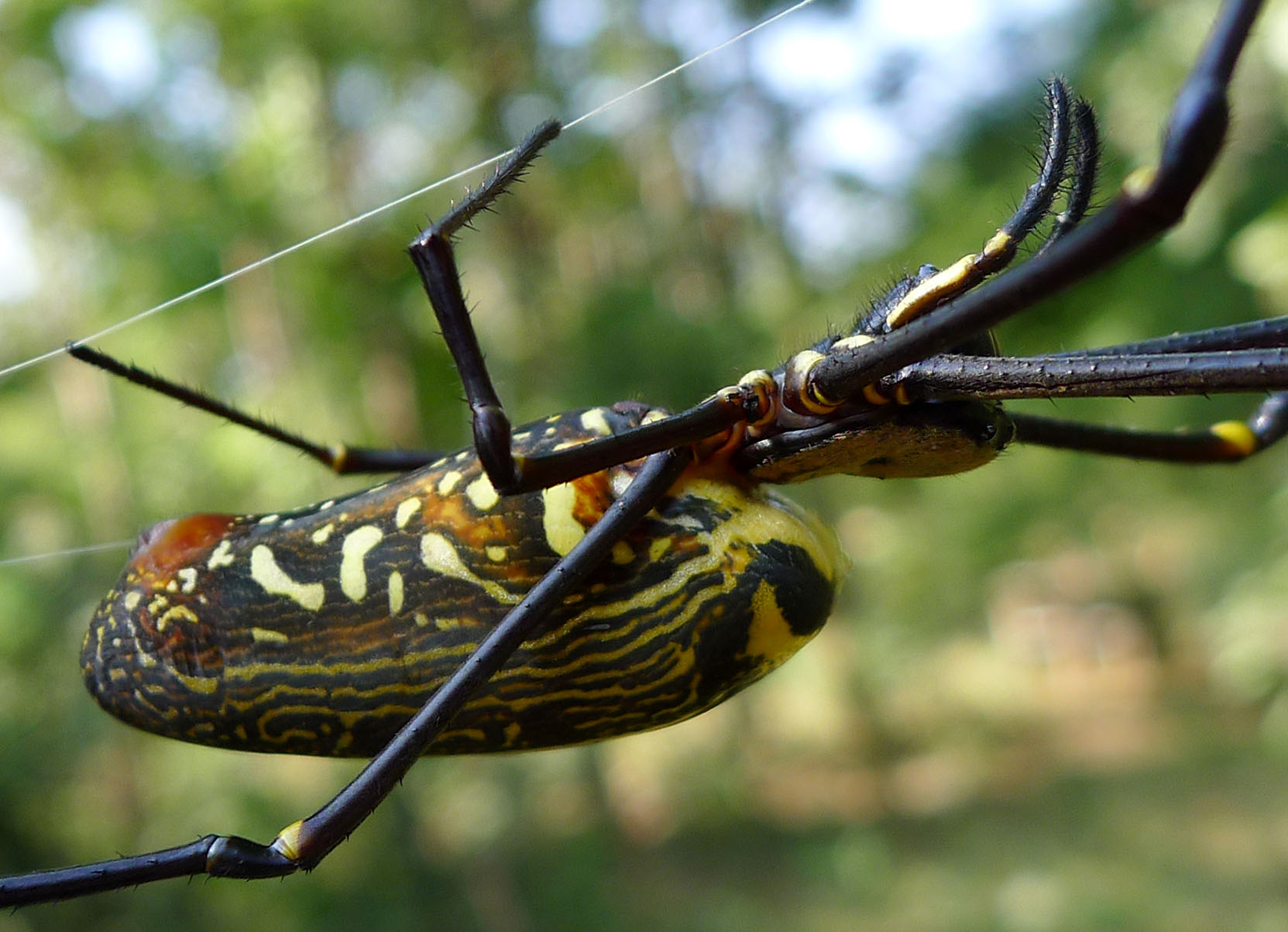 File:Giant Wood Spider - Nephila maculata. - Flickr - gailhampshire ...
