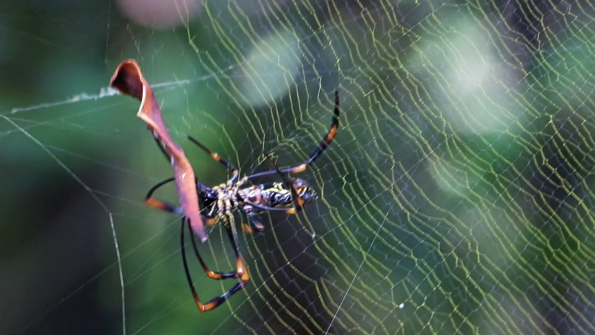 Wood spider, Nephila maculata. Golden orb-weavers know as banana ...