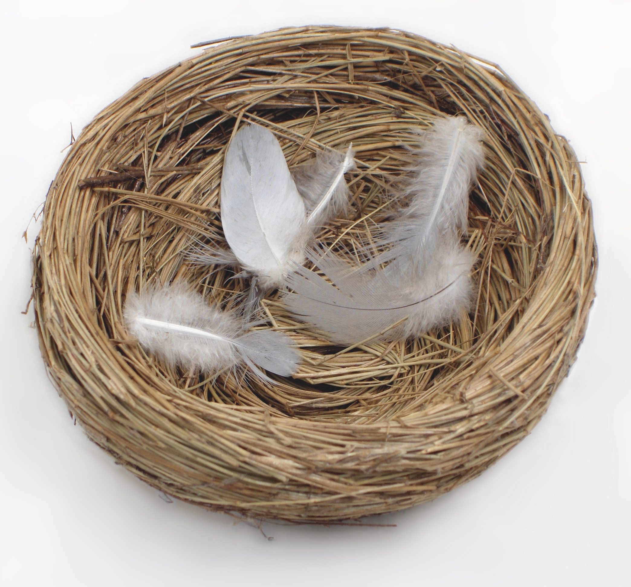 An Empty Nest or A Full Tree - Woman Around Town