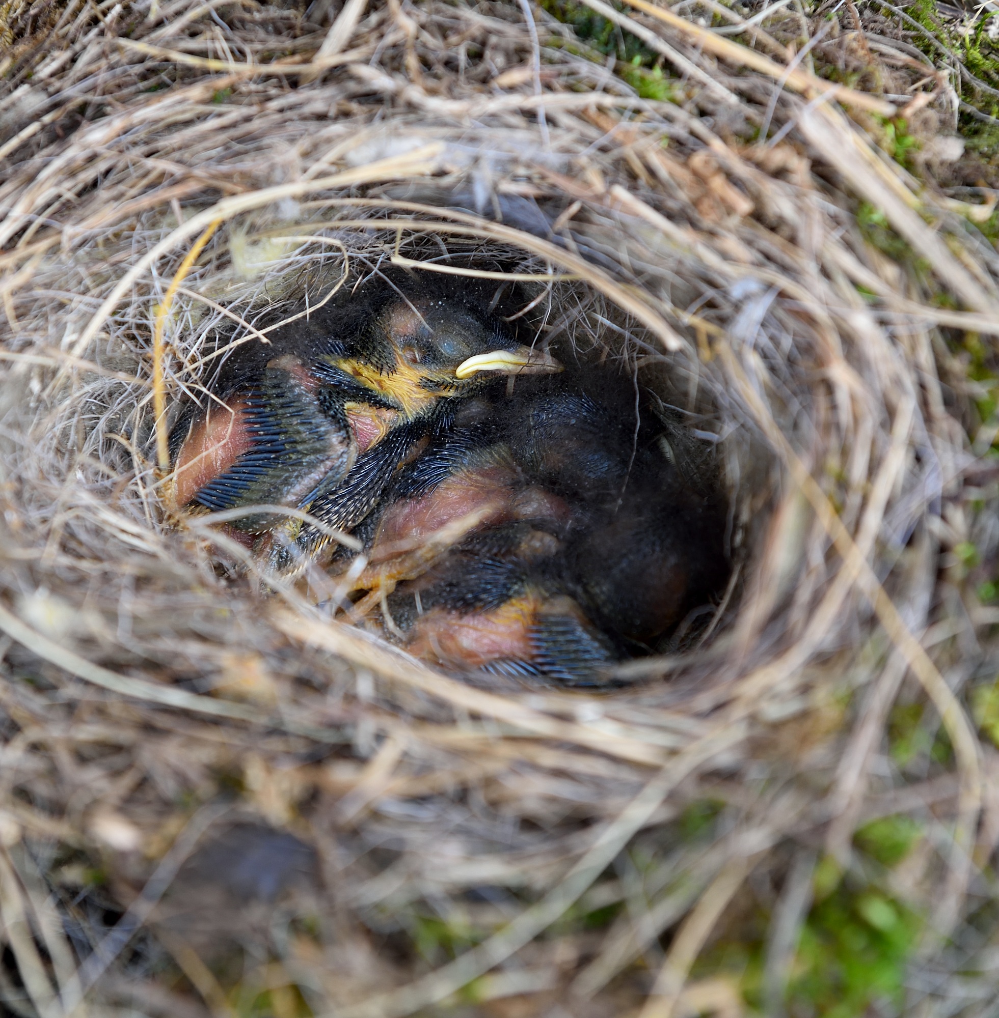 Nest, Birds, Home, House, Shelter, HQ Photo