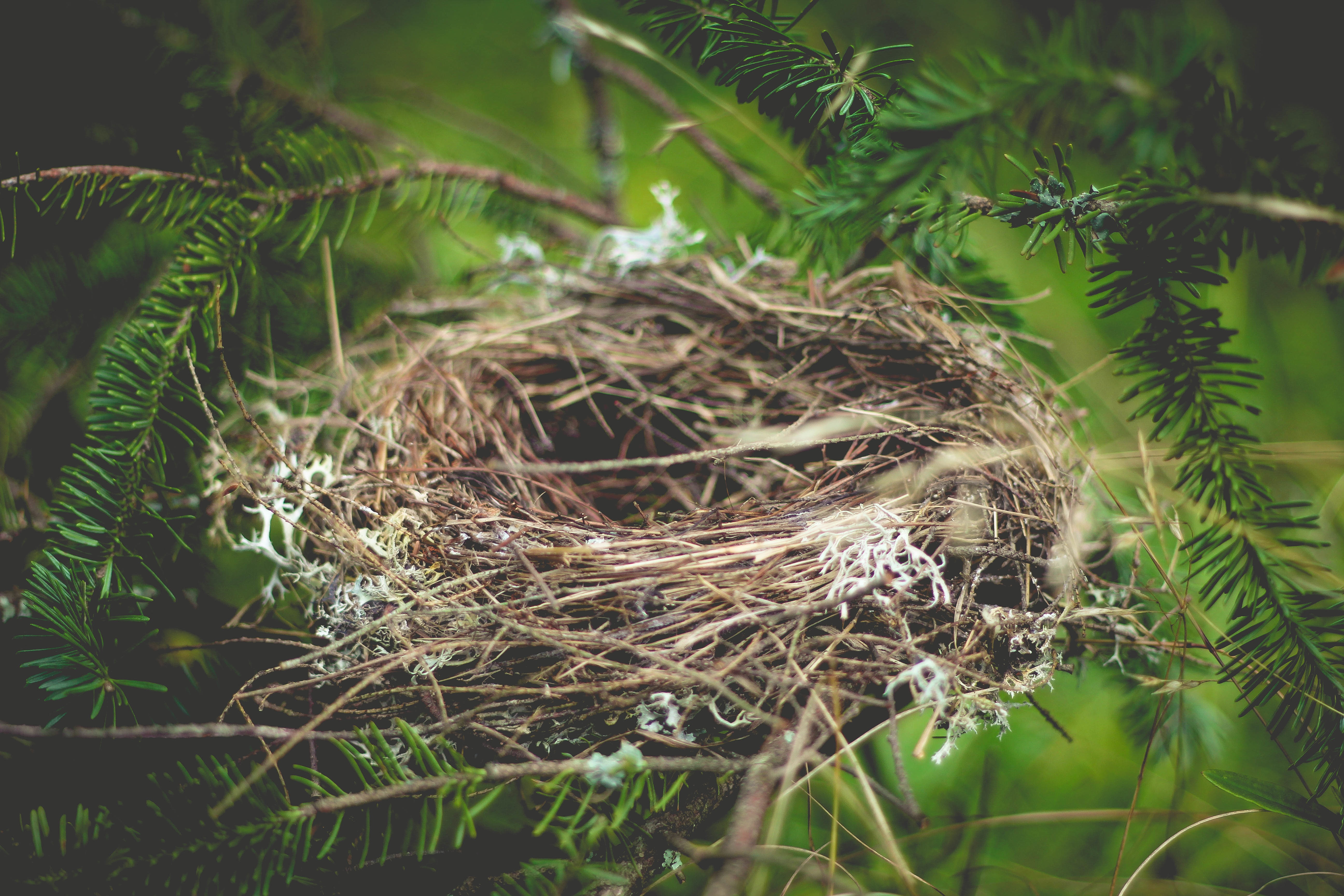 Nest, Bird, Branch, Home, Tree, HQ Photo