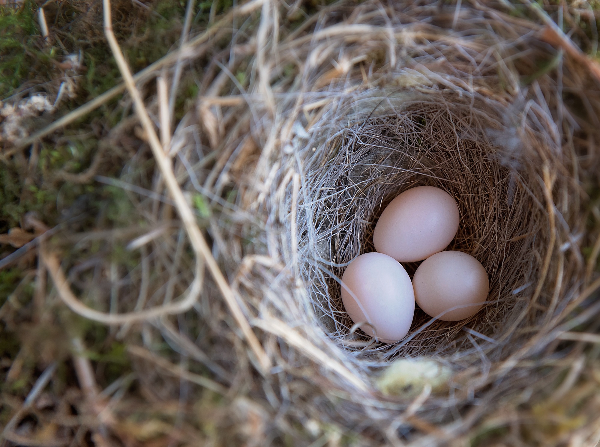 Nest, Bird, Egg, Life, Nature, HQ Photo