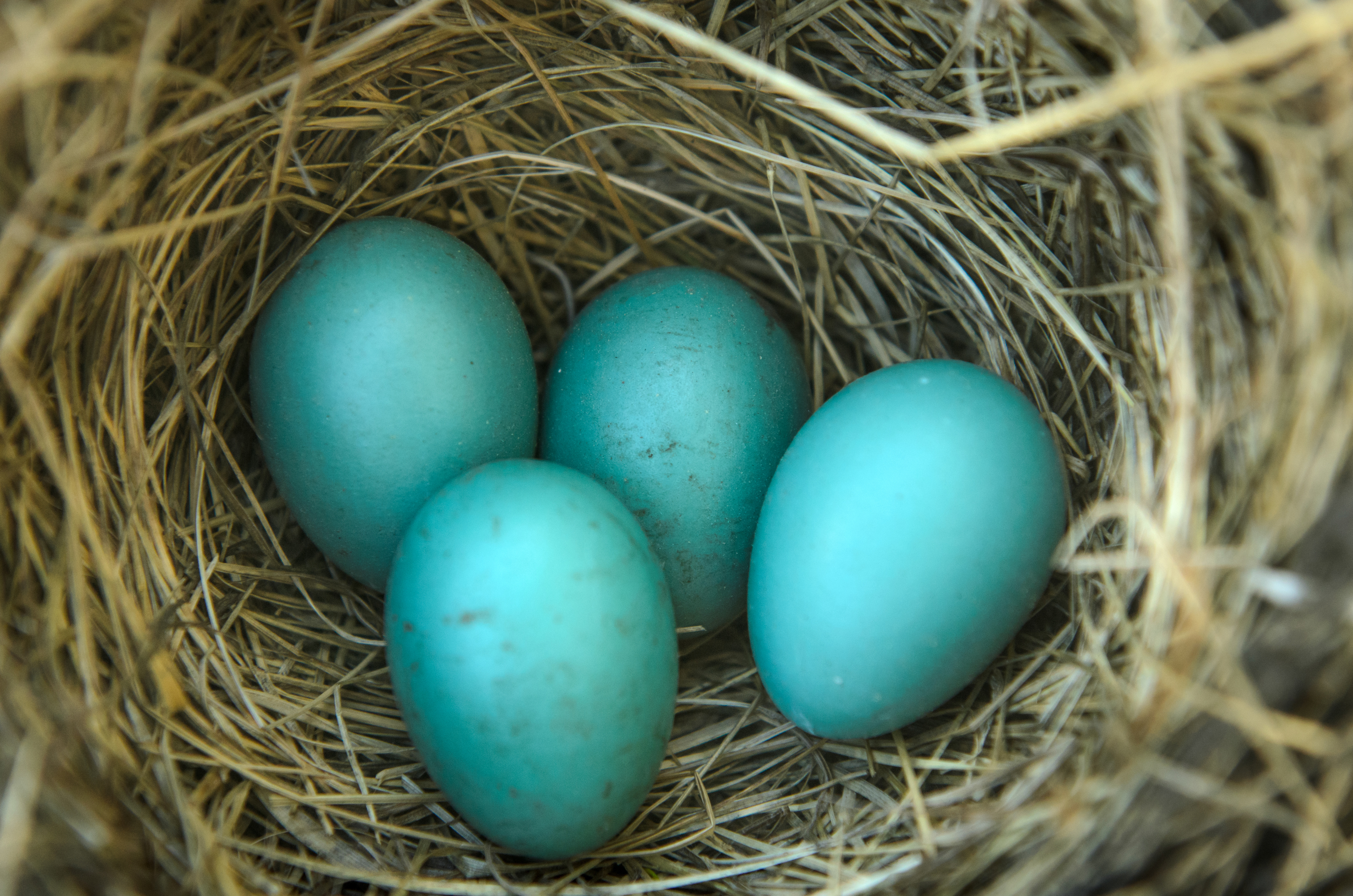 Myths and Frequently Asked Questions about Nests | Celebrate Urban Birds