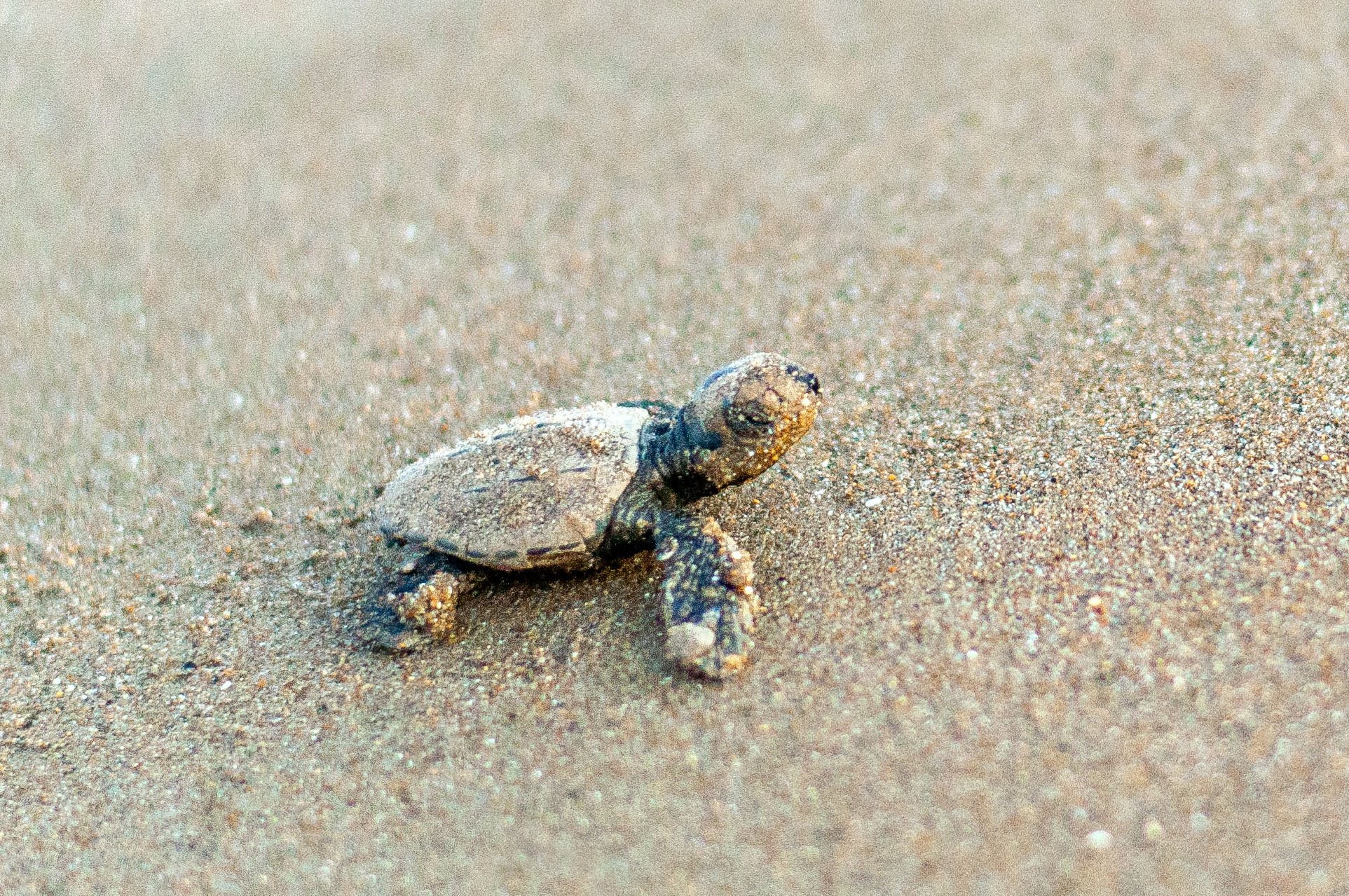 Newborn baby turtle in Zakynthos, Kalamaki Beach - YouTube