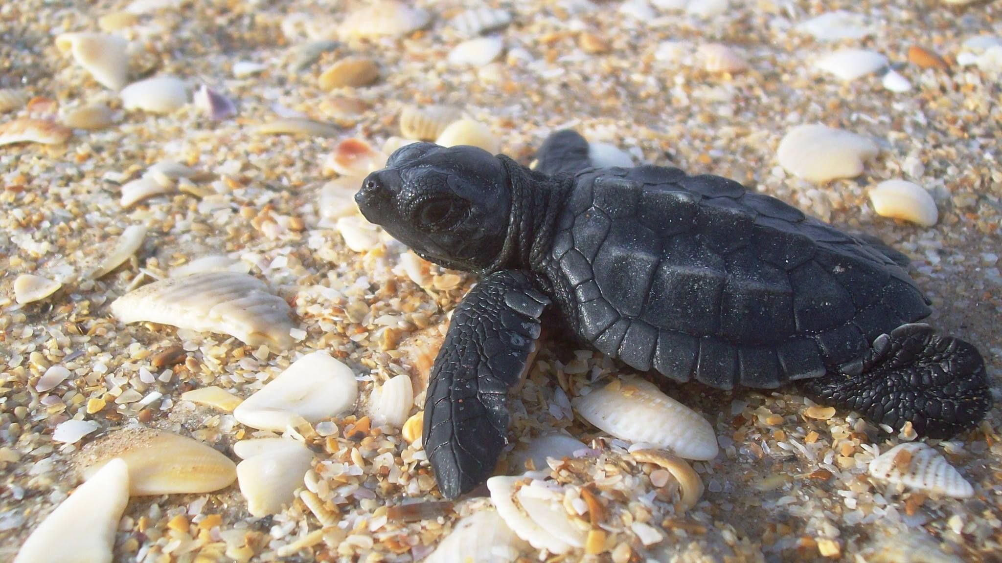 A newborn Kemp's ridley sea turtle hatchling crawls across shells on ...