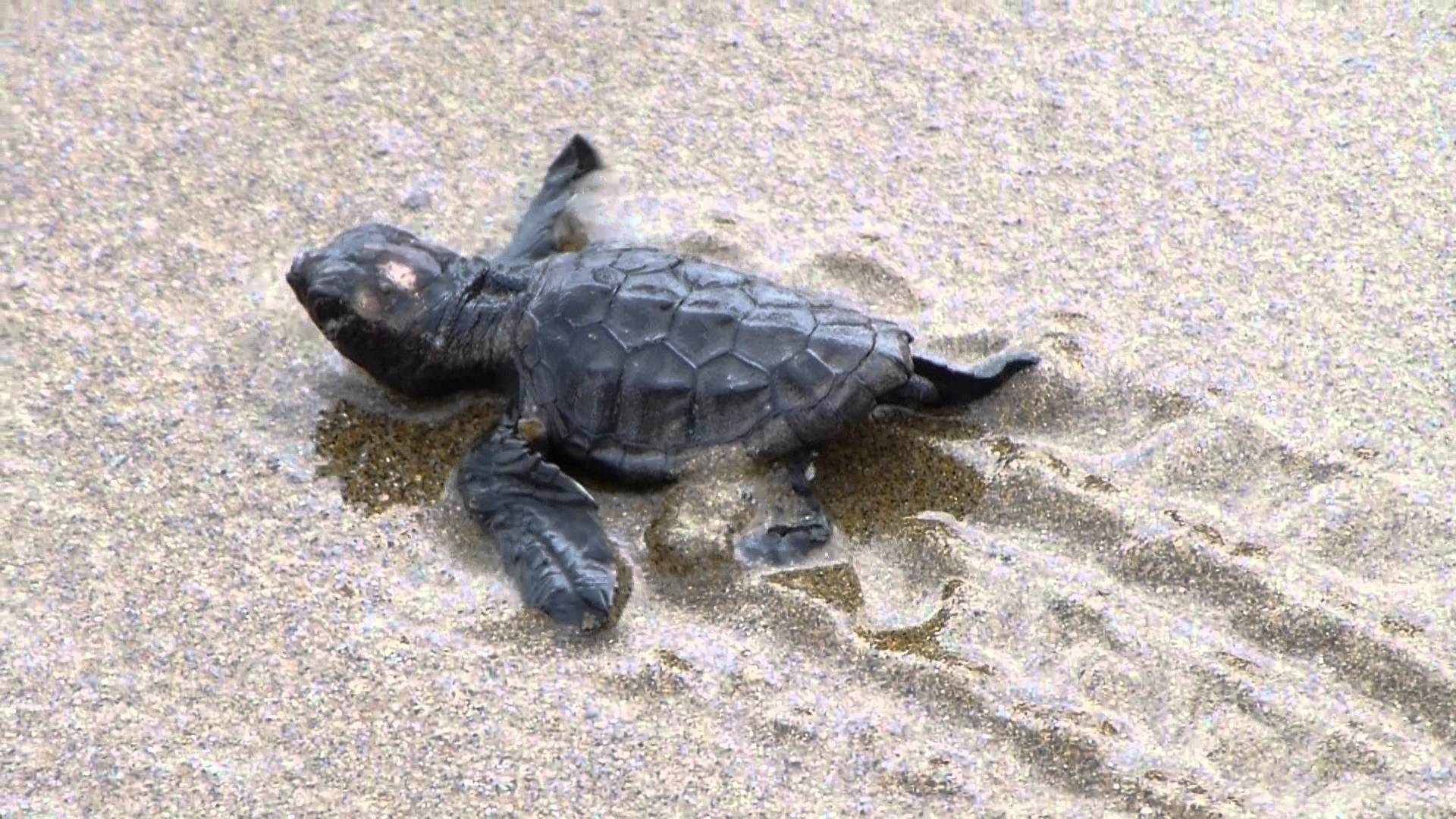 Turtle Newborn Kalamaki Zakynthos & ARCHELON volunteer - YouTube