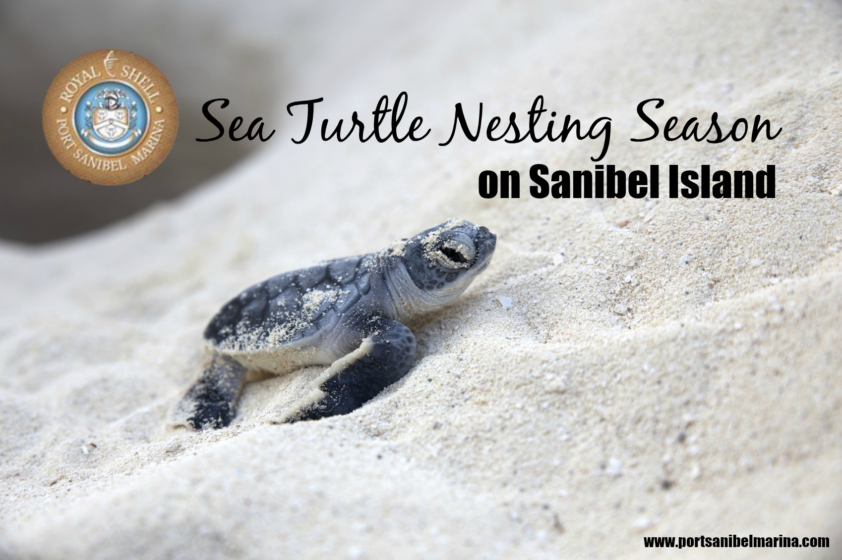 Sea Turtle Nesting Season on Sanibel Island - Port Sanibel Marina
