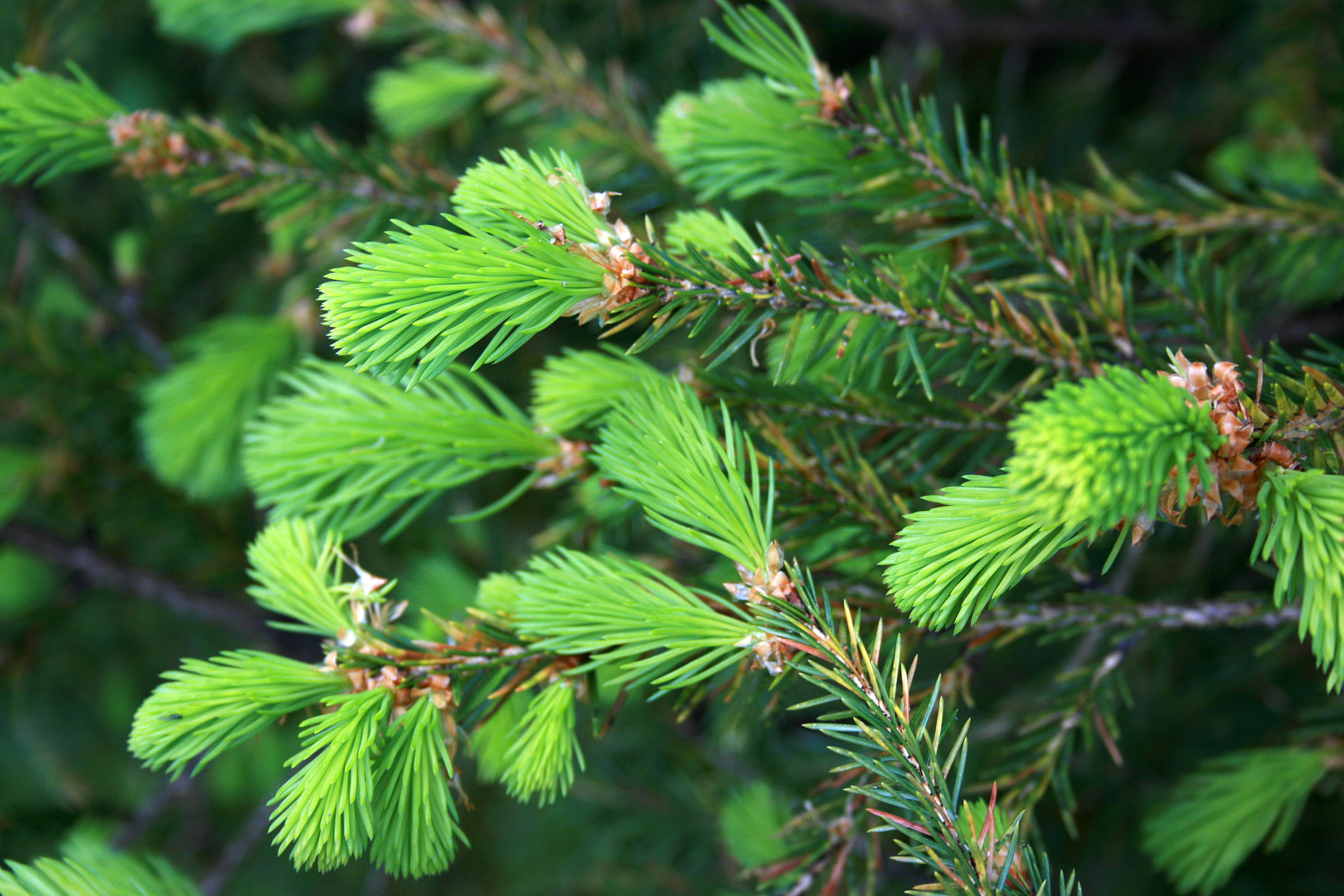 New growth pine photo