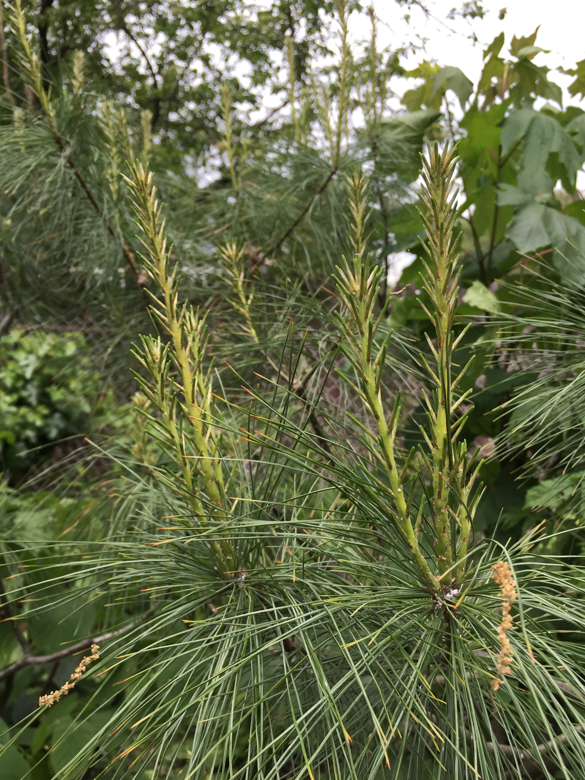 File:2015-05-12 11 46 22 Eastern White Pine candles (new growth) on ...
