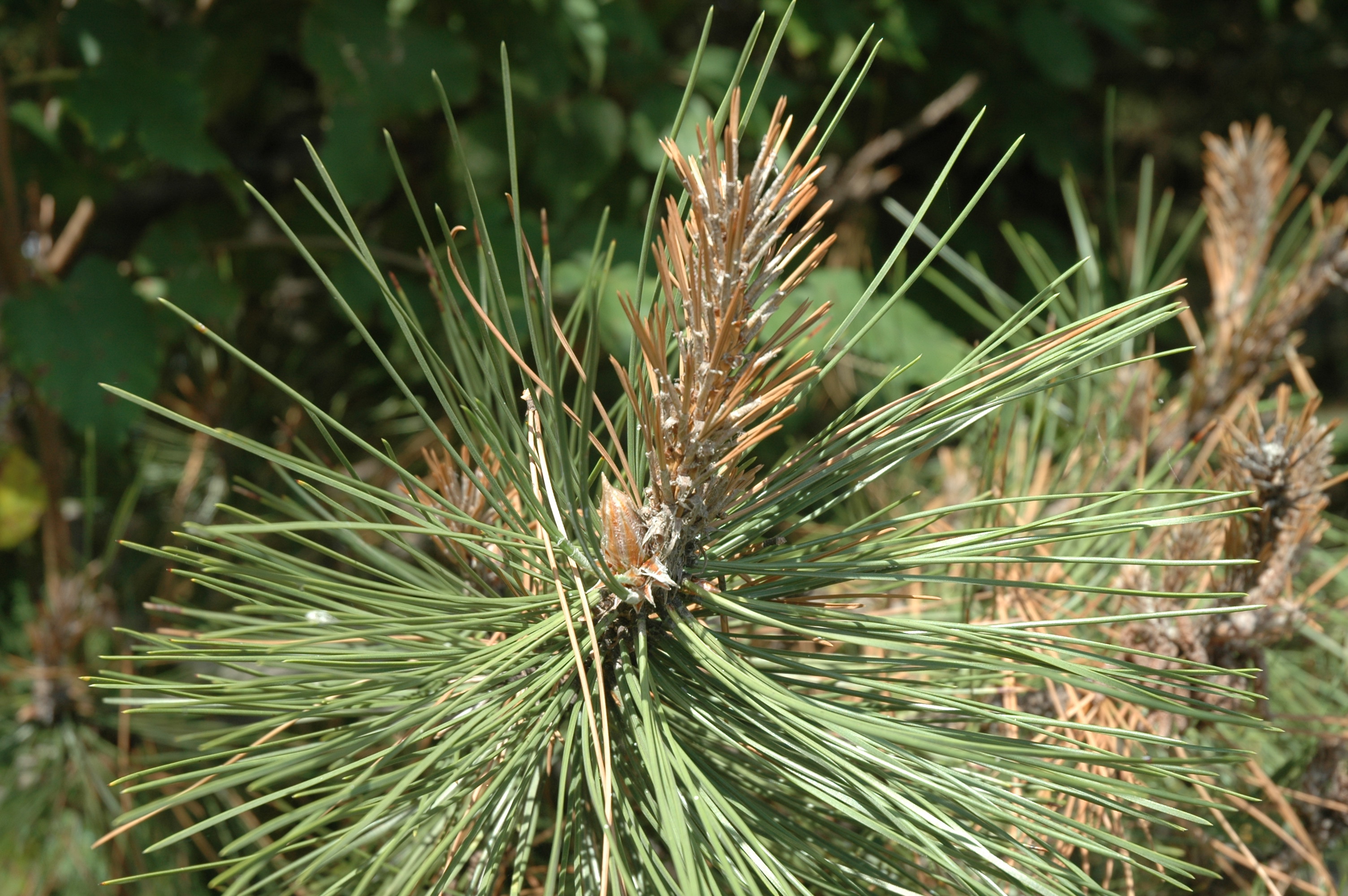 Pine tip blight - Is it happening in a tree near you? | K-State ...