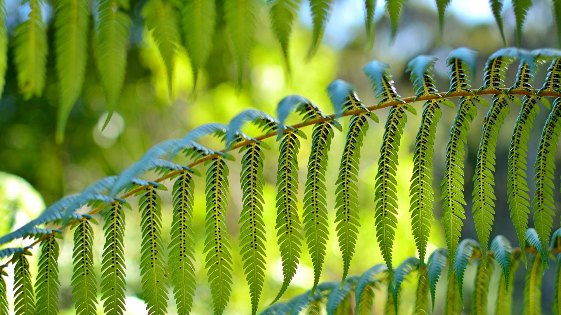 Ferns: Native plants