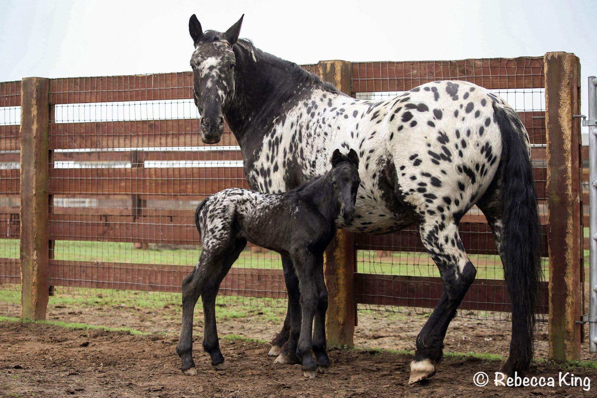 Stonewall Sporthorses: Stonewall Calypso with newborn foal ...
