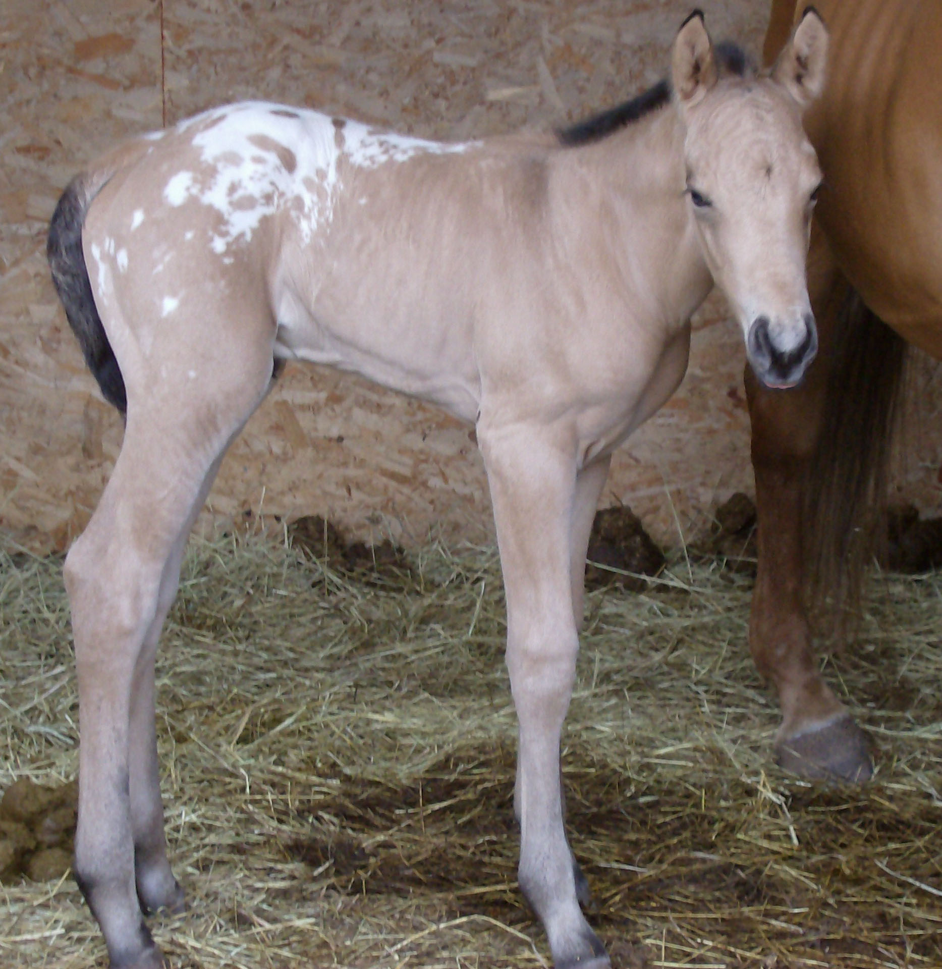 Newborn Appy Colt, Animal, Bspo07, Colt, Farm, HQ Photo