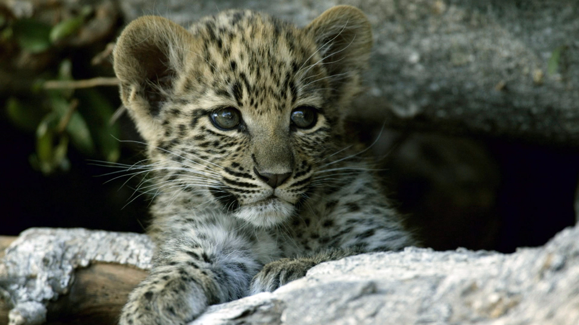 Newborn Leopard Cub - National Geographic Channel