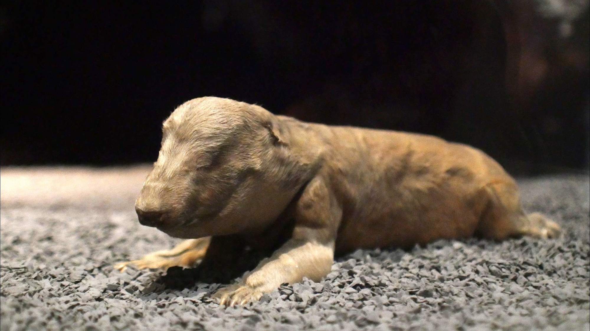 A brown bear newborn cub – Shots Of Science