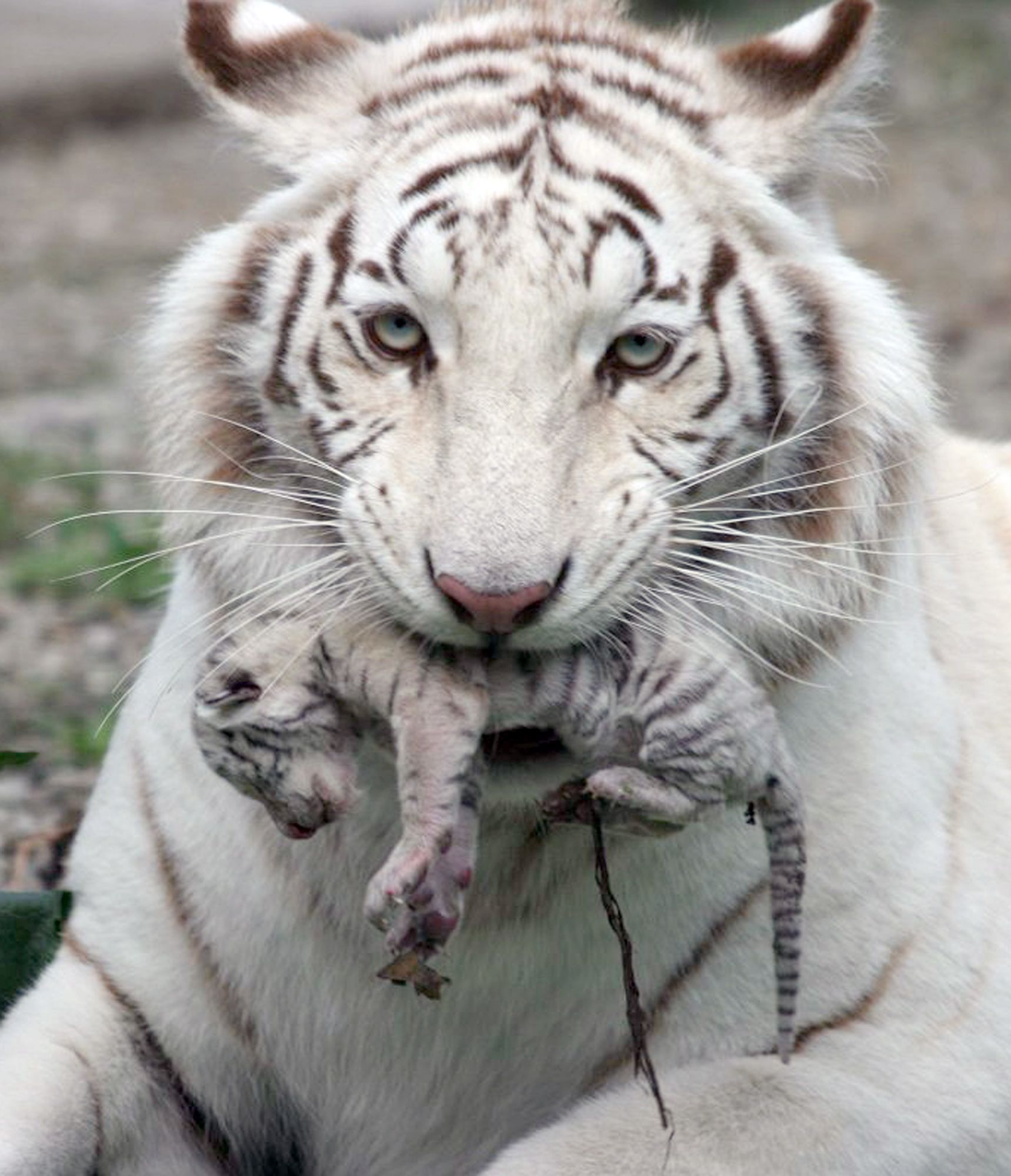A female white albino tiger, Tigrylia is seen with her newborn cub ...