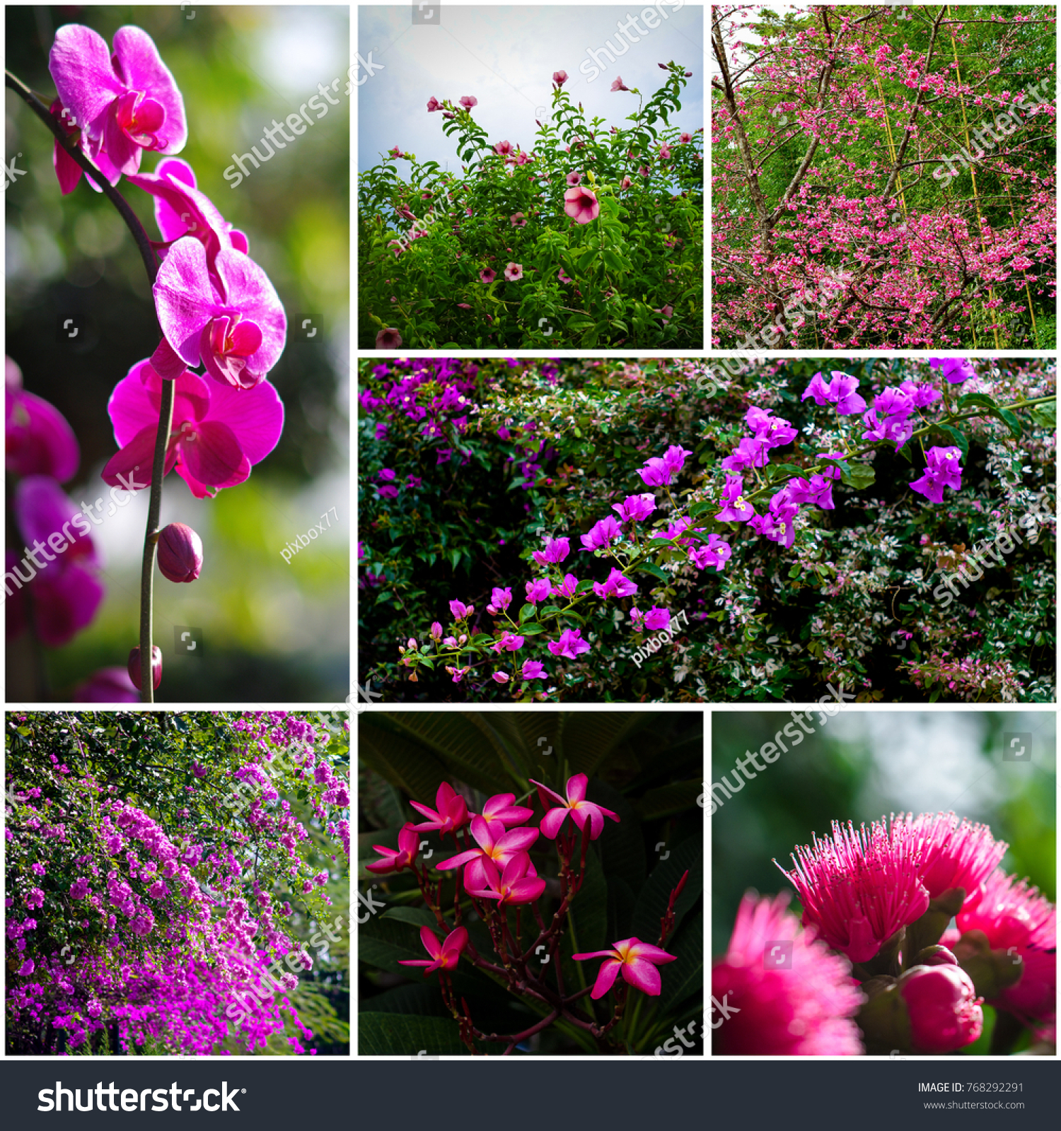 Nice Vibrant Flower Color Nature Flower Stock Photo 768292291 ...