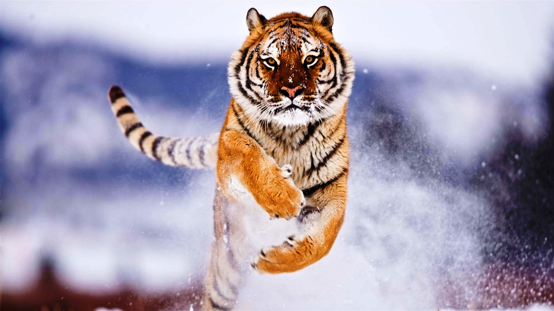 Tiger longest jump nice click camera images - New hd wallpaperNew hd ...