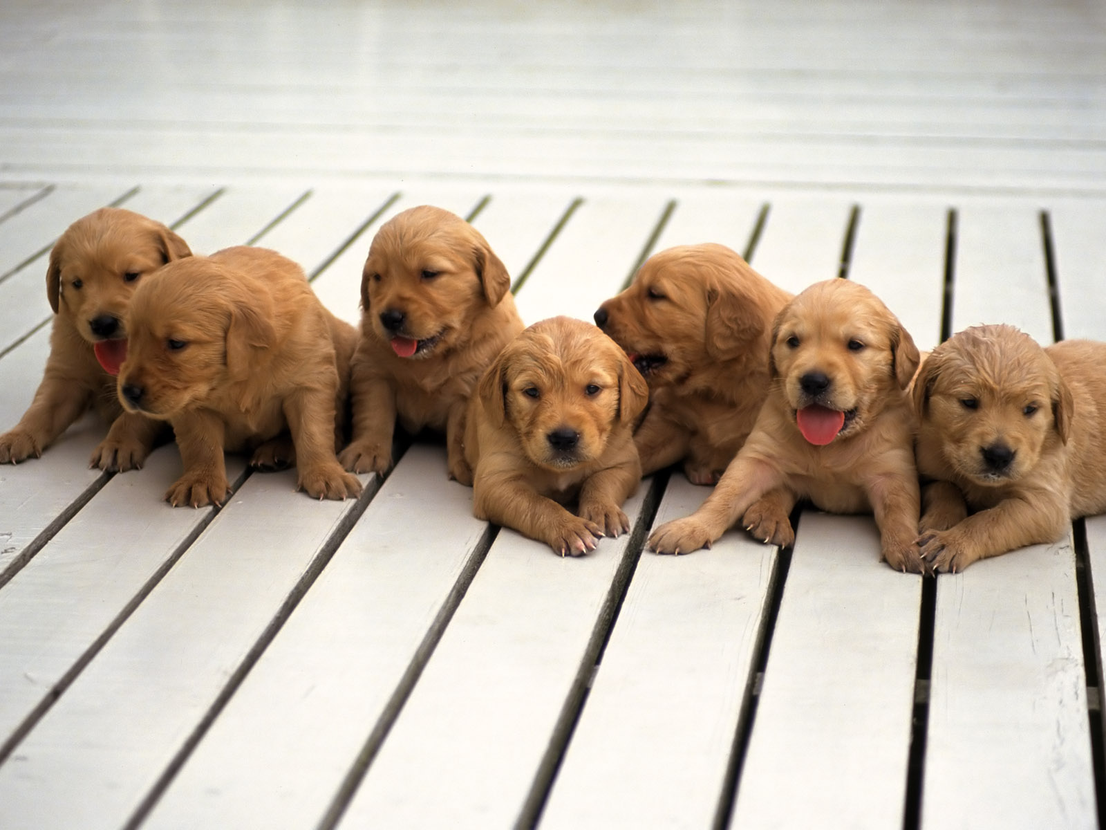 HD cute puppy pictures | High quality puppies cute picture | nice ...