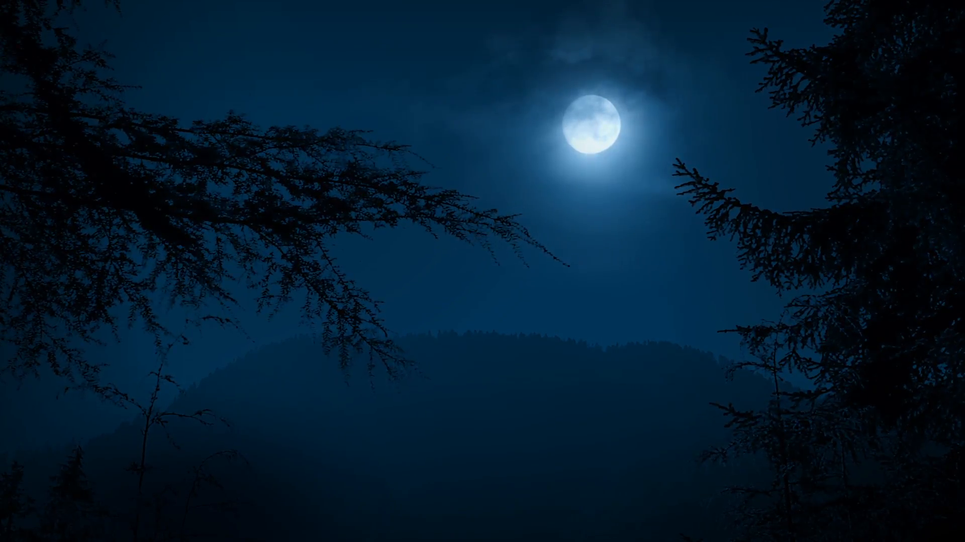 Trees Framing Night Forest With Full Moon Stock Video Footage ...