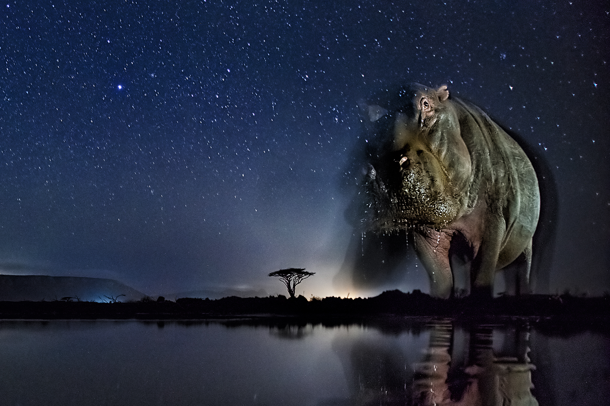 8 Haunting Pictures of Wild Animals at Night