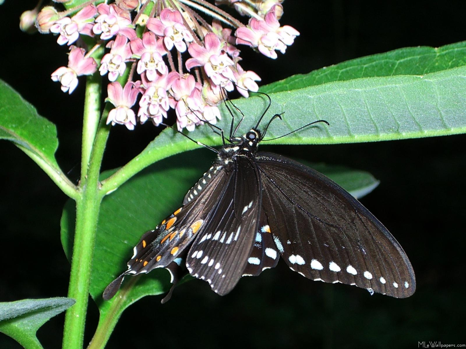 Night butterfly photo