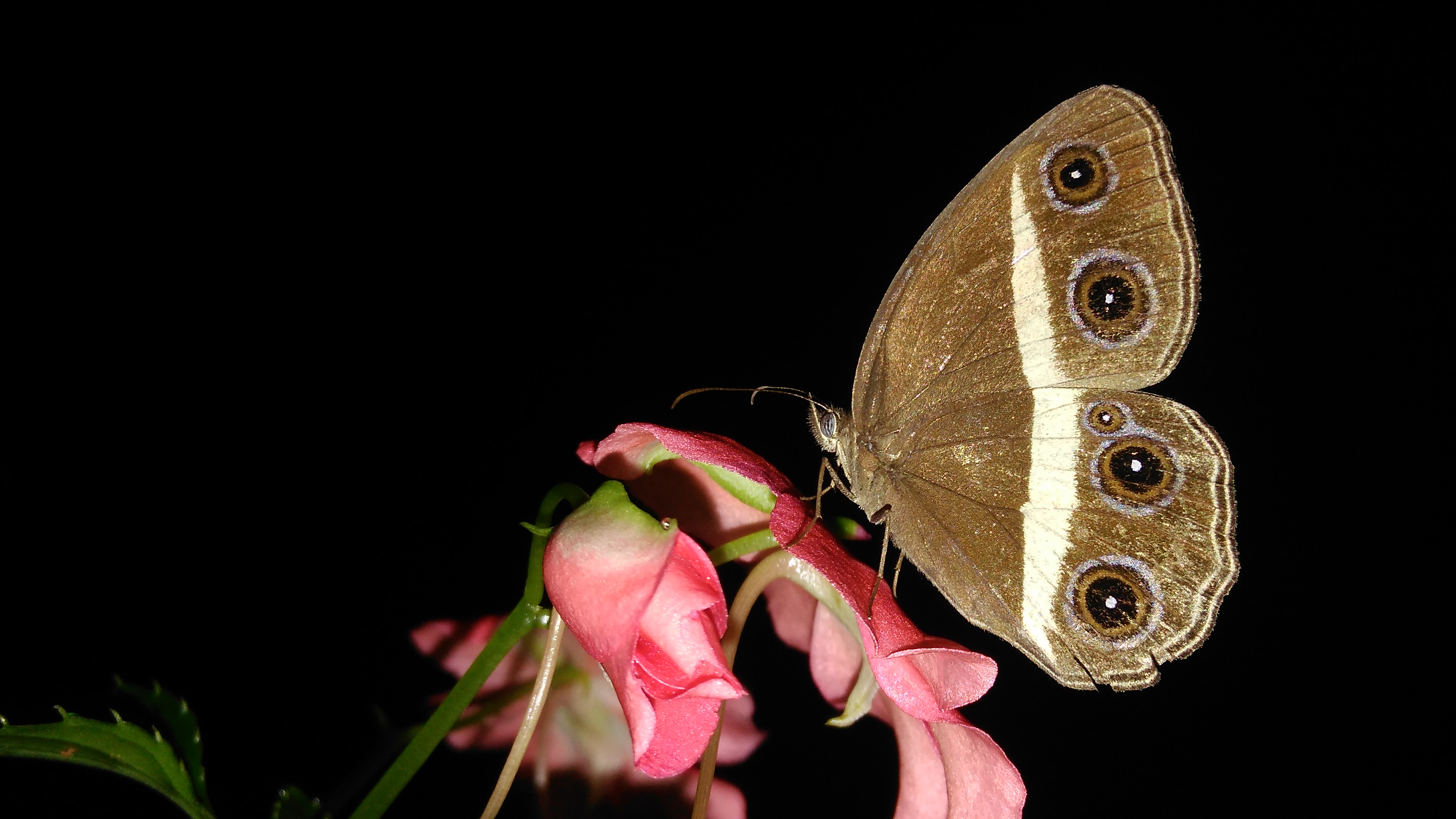 File:Butter fly over a flower, Butterfly hd images, flower hd images ...