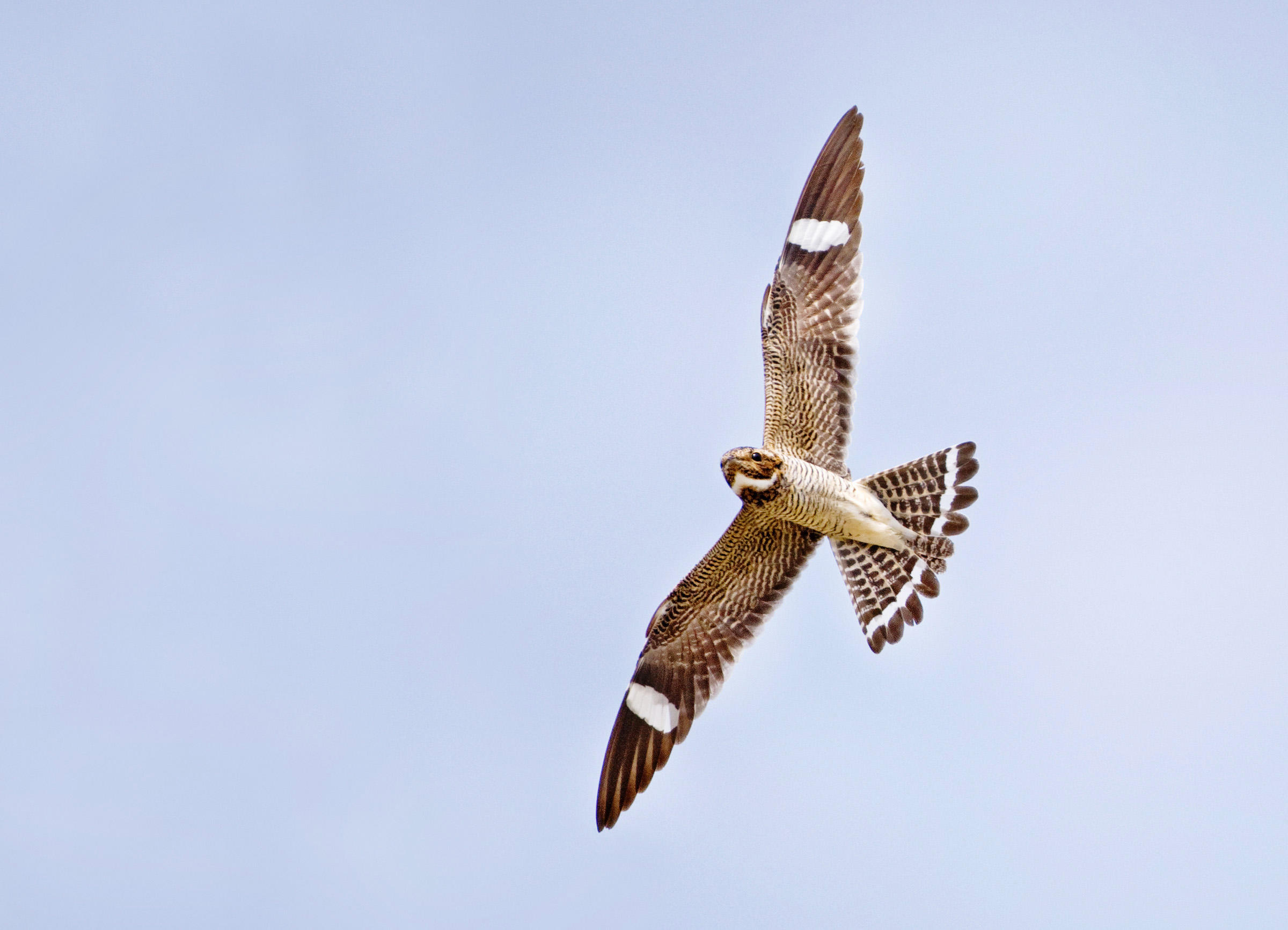 Common Nighthawk | Audubon Field Guide