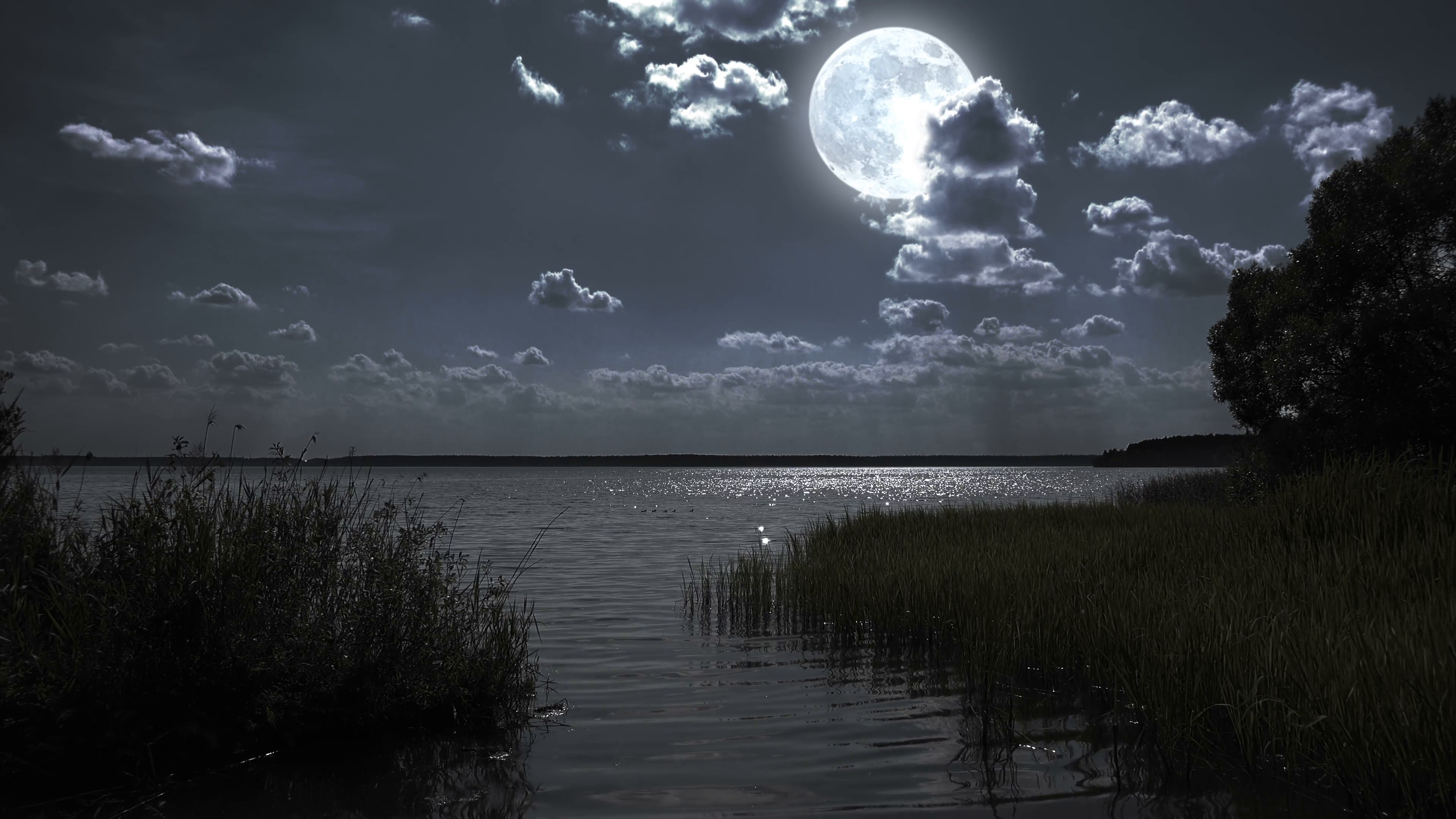 Full moon night landscape with forest lake. Stock Video Footage ...