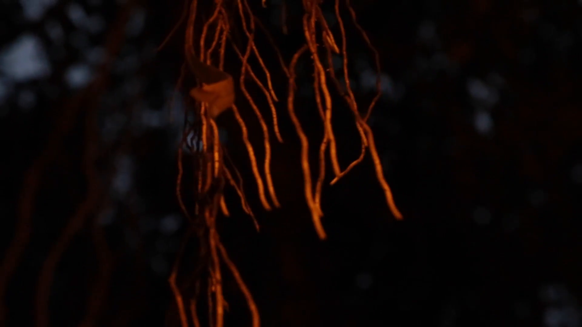 Banyan tree roots, wind blowing, night Stock Video Footage - Videoblocks