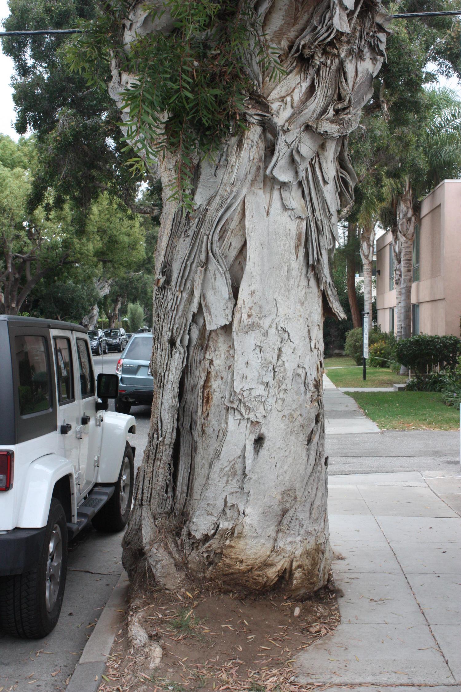 Database captures most extensive urban tree sizes, growth rates ...