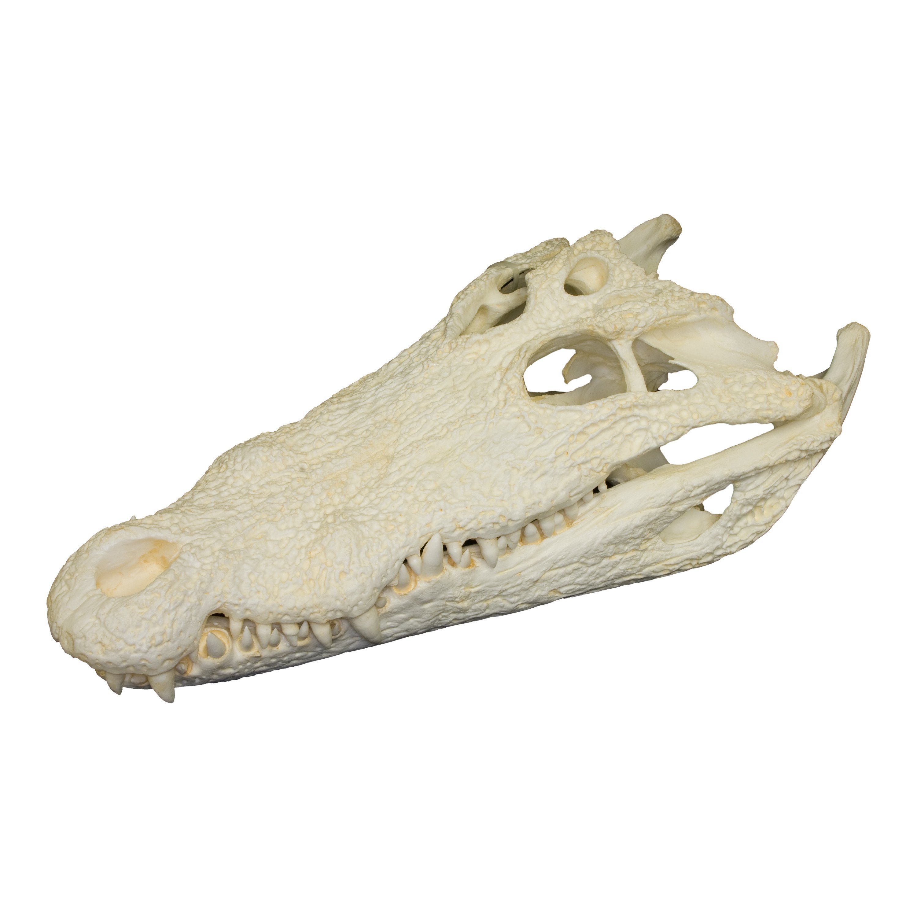 Replica Nile Crocodile Skull (18)