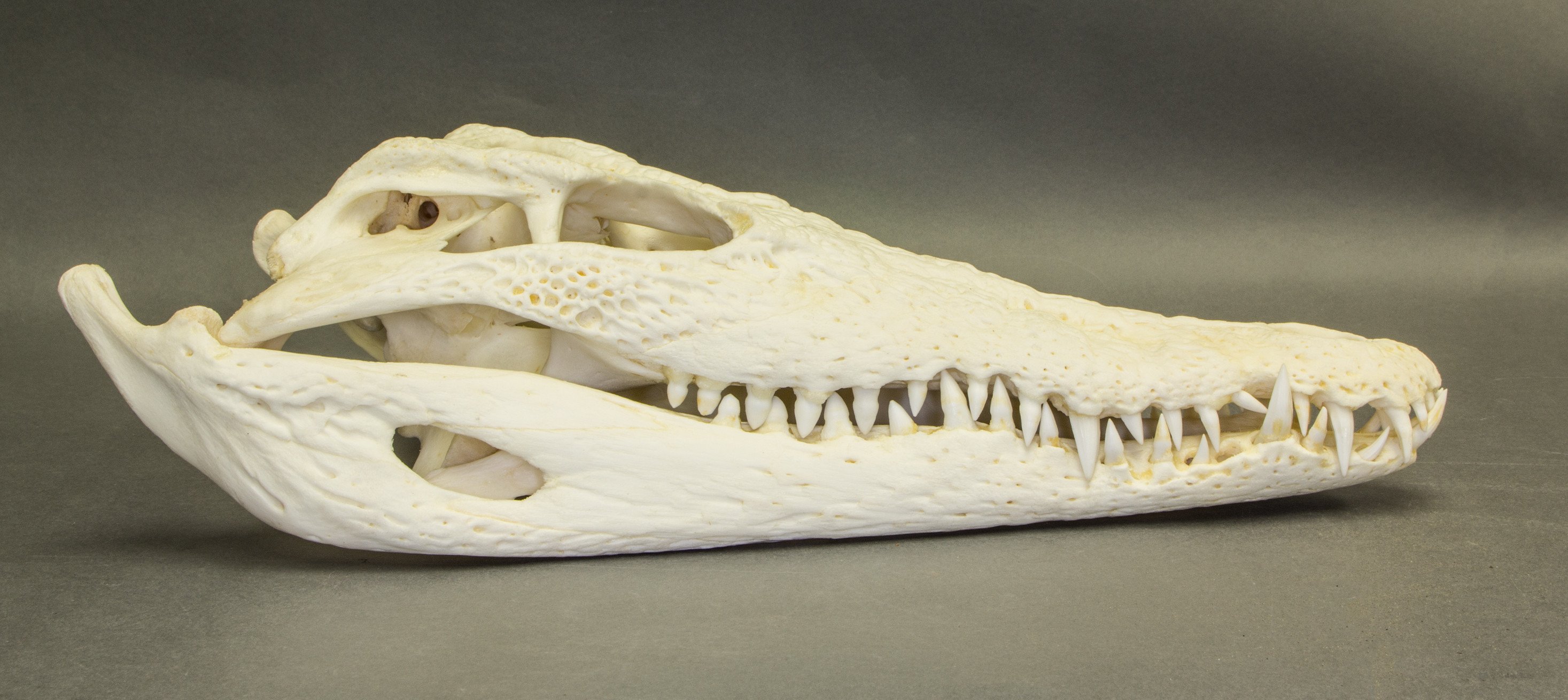 Real Nile Crocodile Skull For Sale – Skulls Unlimited International ...