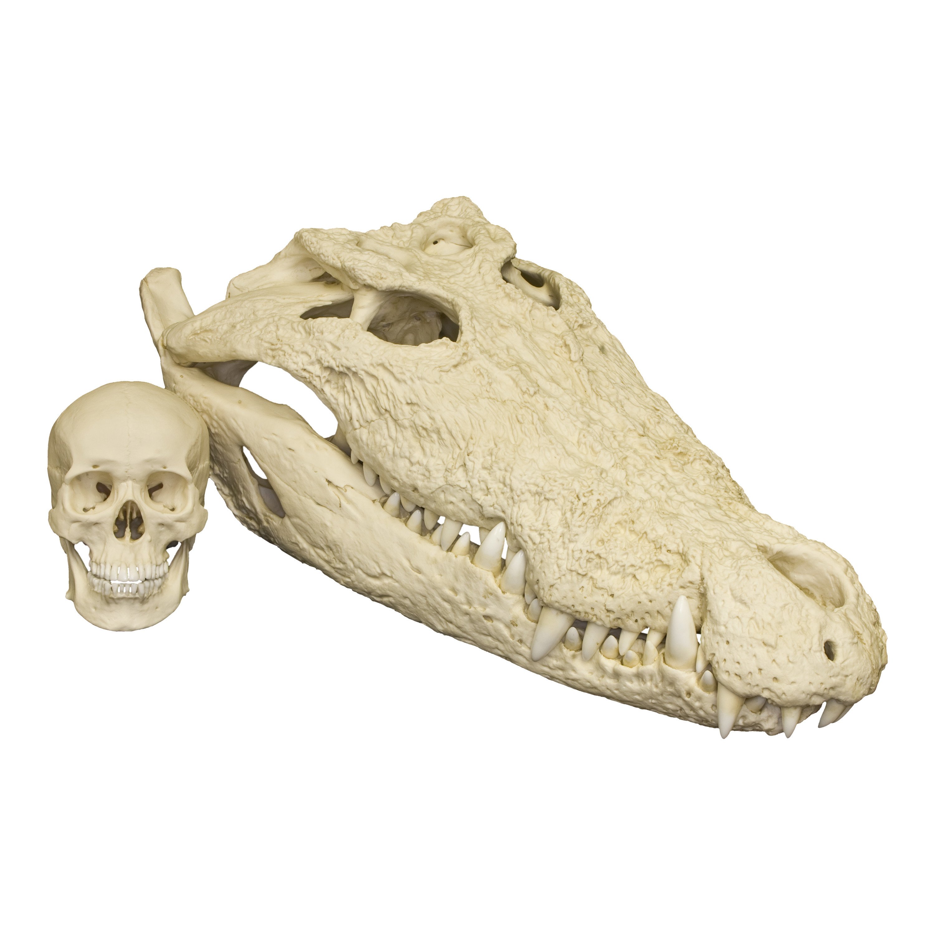 Replica Saltwater Crocodile For Sale – Skulls Unlimited ...