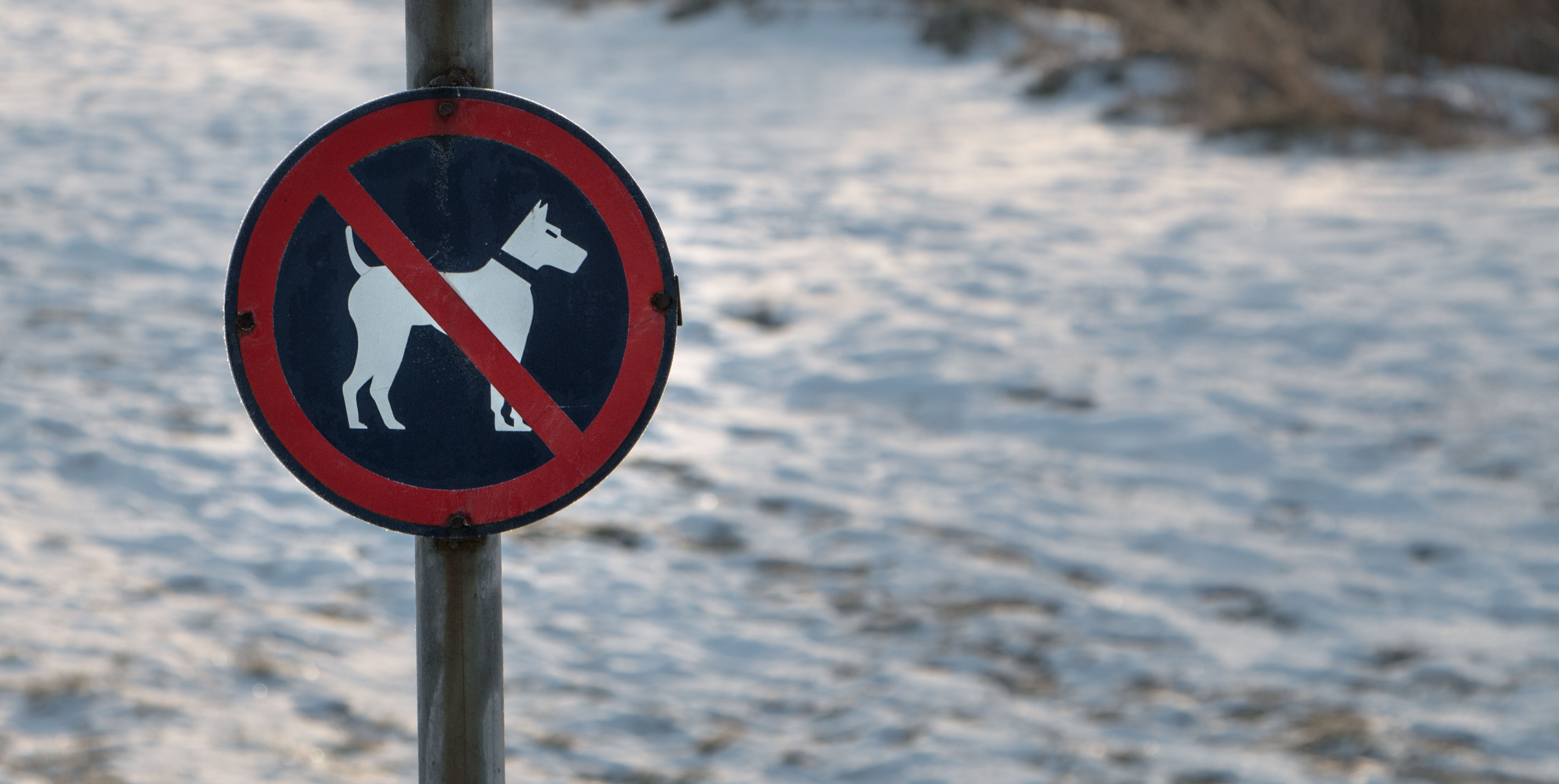 No dogs sign photo