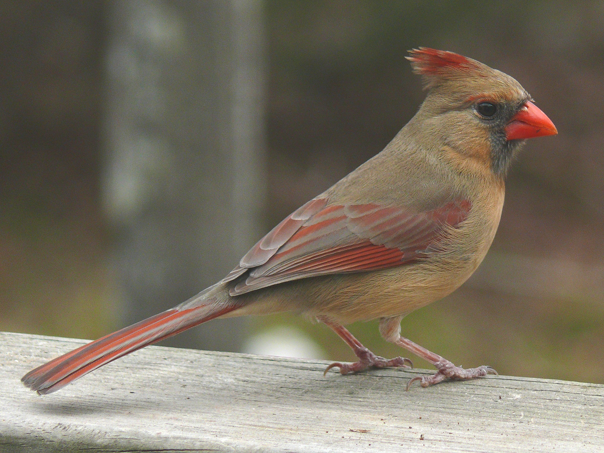 Northern cardinal photo
