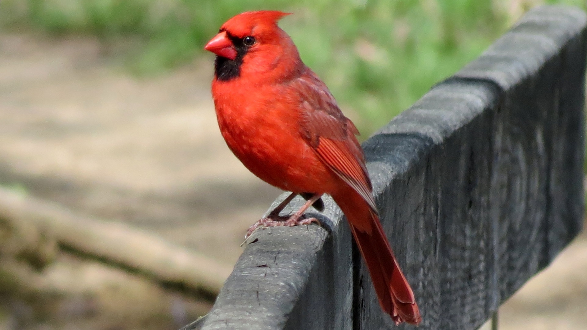 Northern cardinal photo