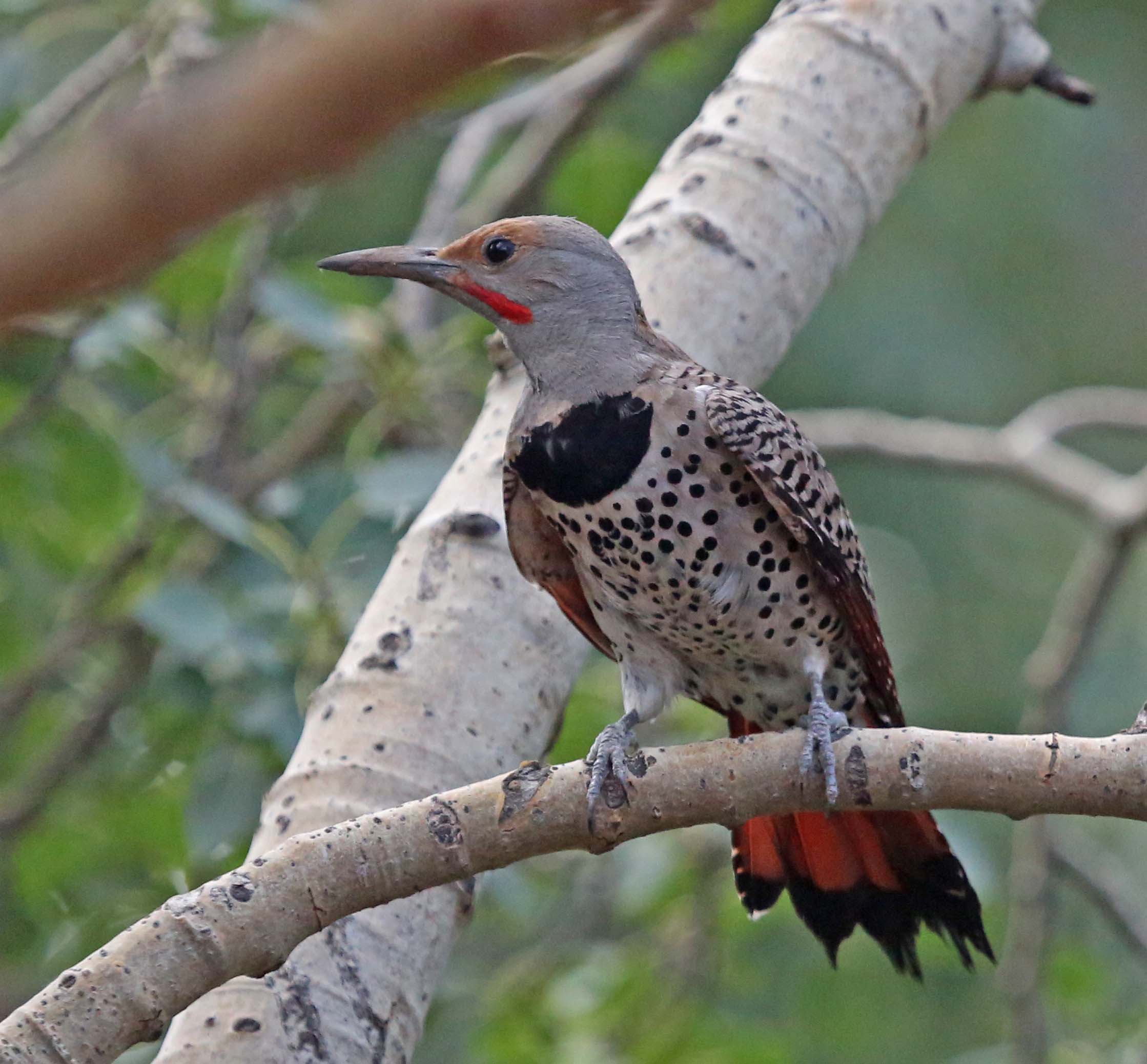 Northern Flicker: An Exception to the Rule
