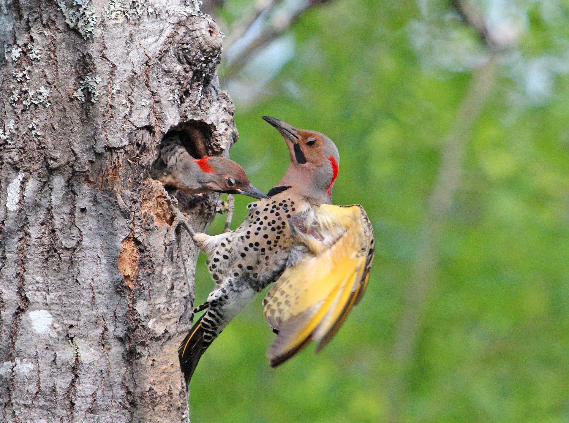 Northern Yellow-shafted Flicker Colaptes Auratus Auratus: Chicks ...