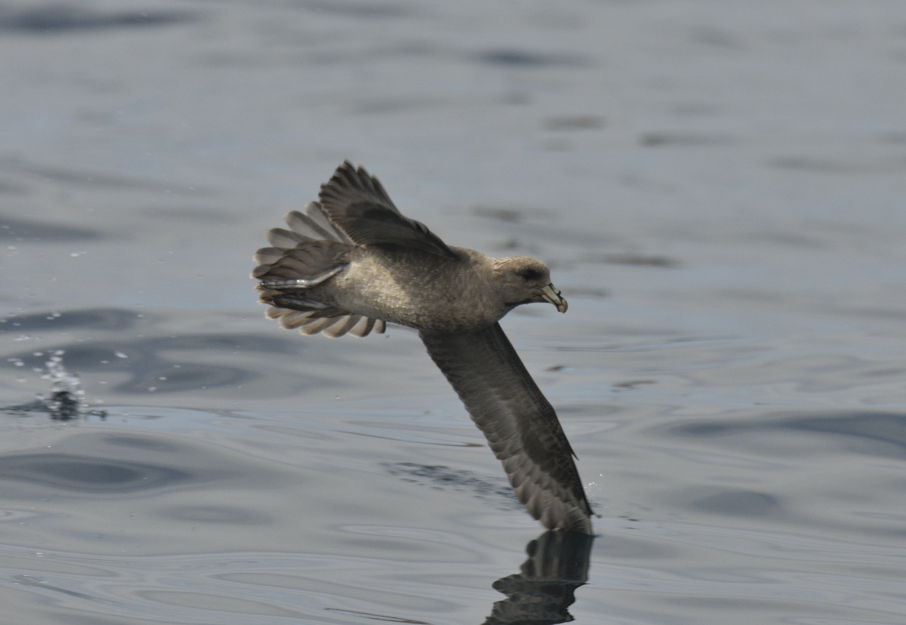 Northern fulmar | New Zealand Birds Online