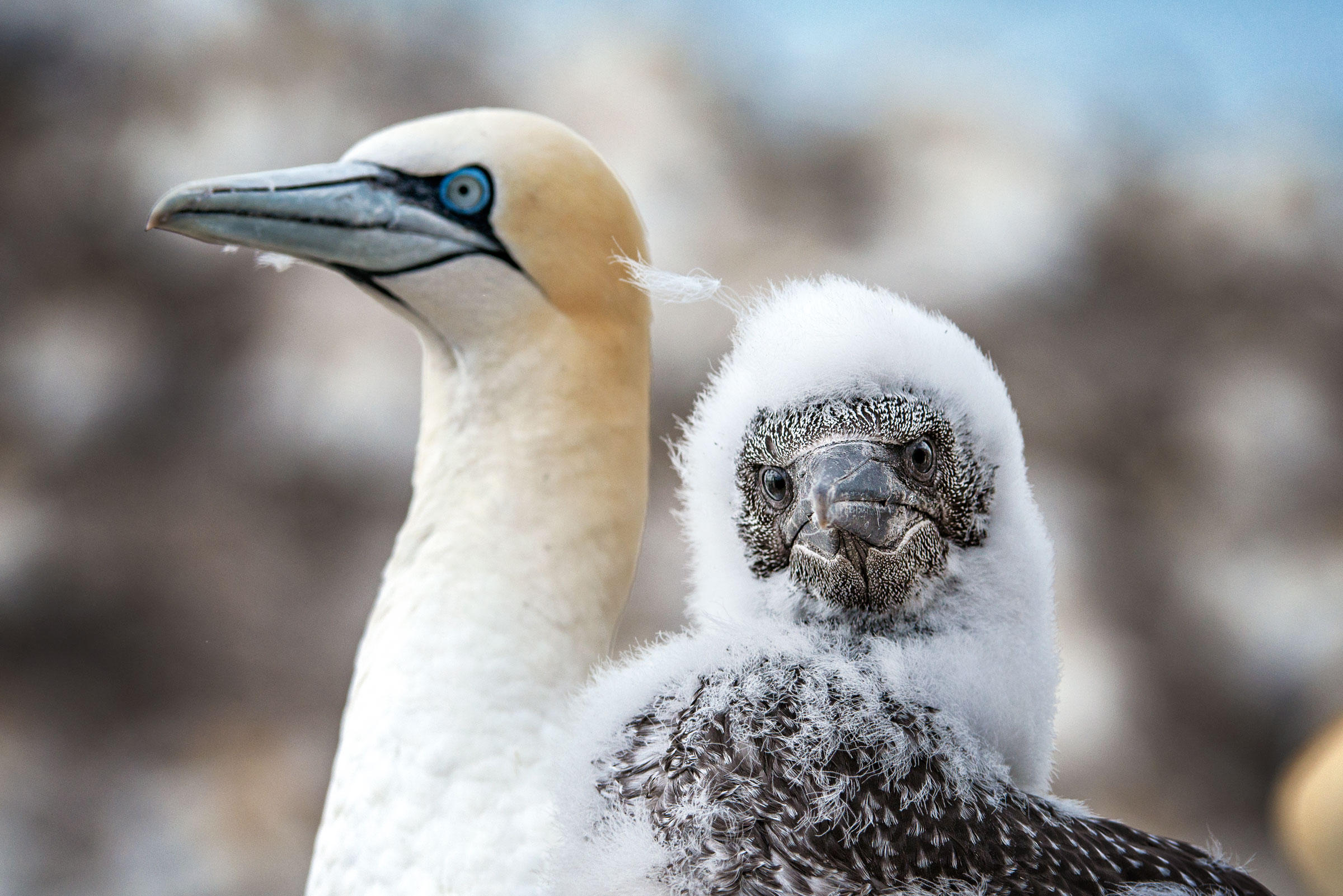An Annual Rescue Mission to Free Northern Gannets Tangled in Plastic ...
