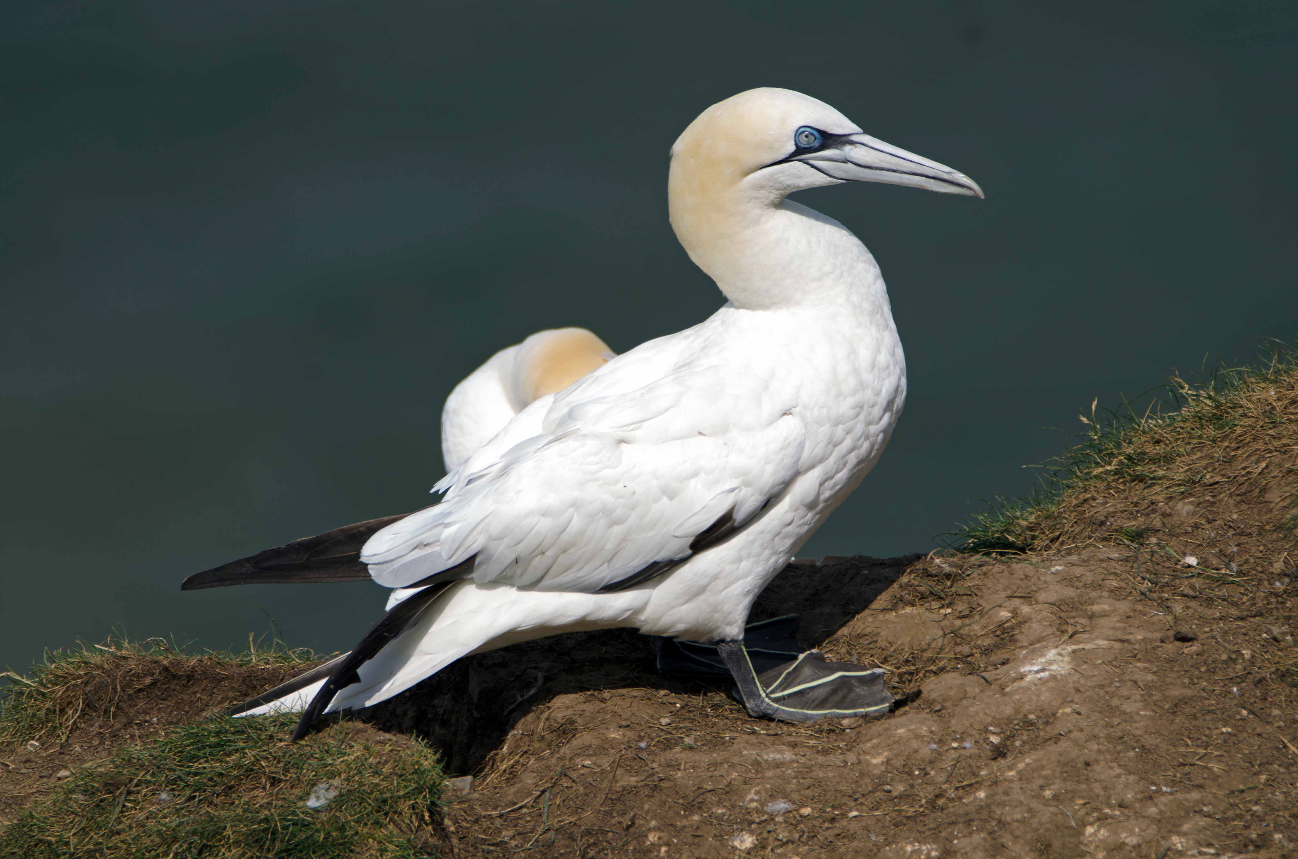 Northern Gannets at Bempton cliffs – Ray Cannon's nature notes